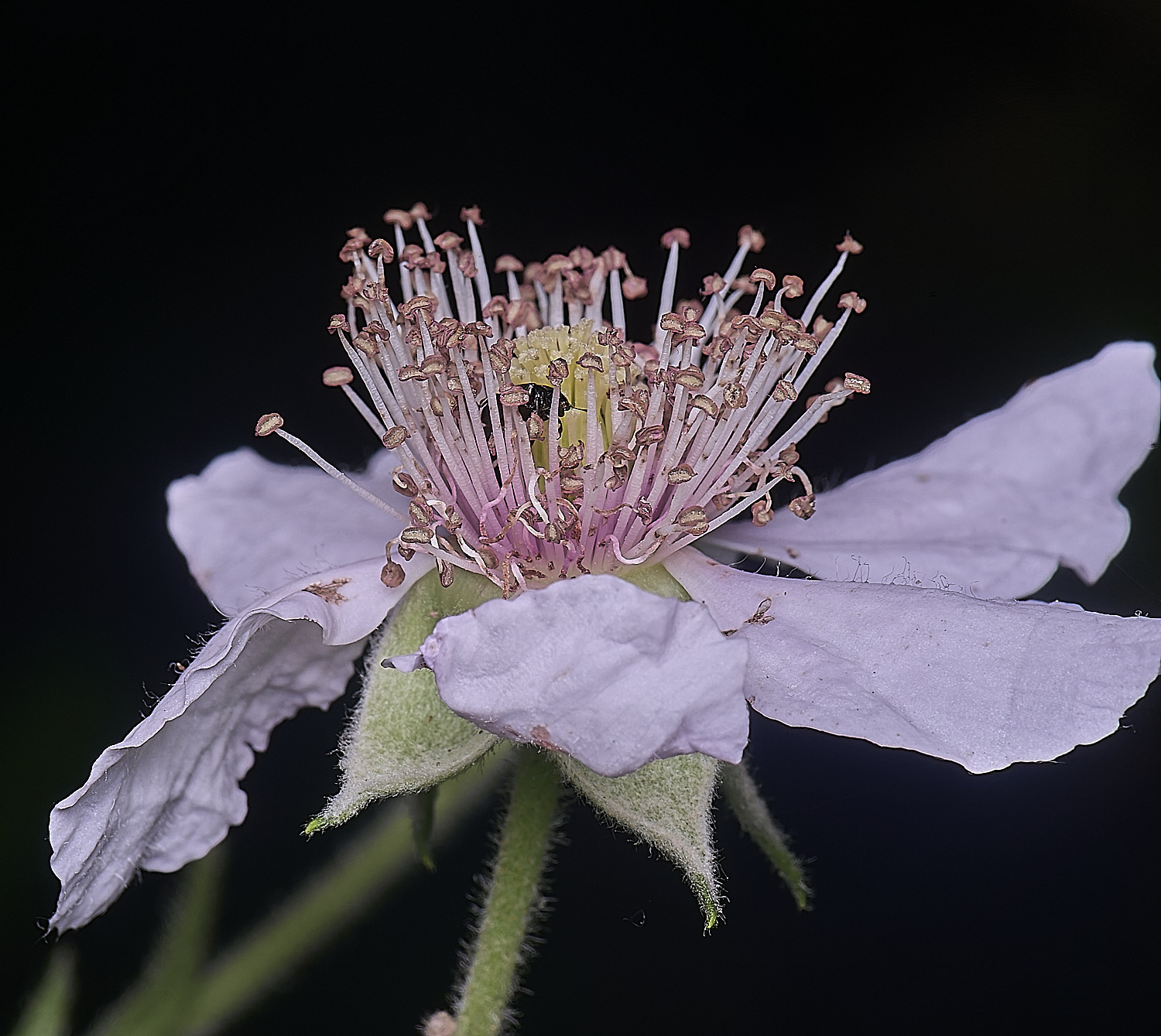 BuxtonHeathB3FlowerSide280625-1
