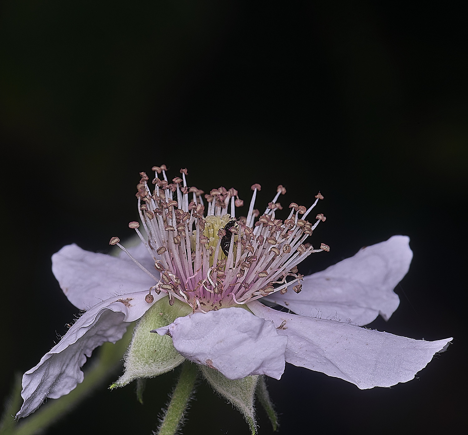 BuxtonHeathB3FlowerSide280625-2