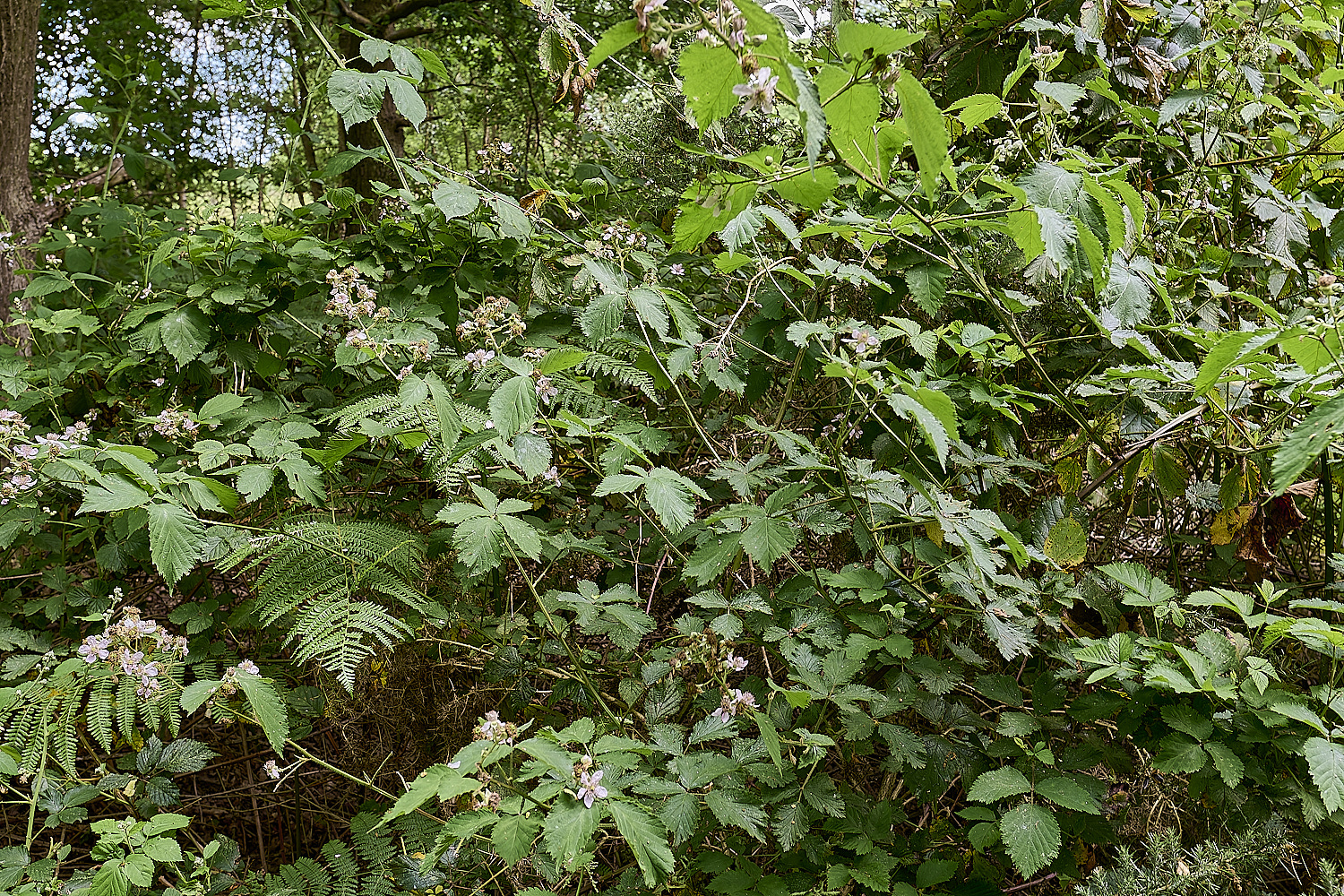 BuxtonHeathB3Pic280625-1