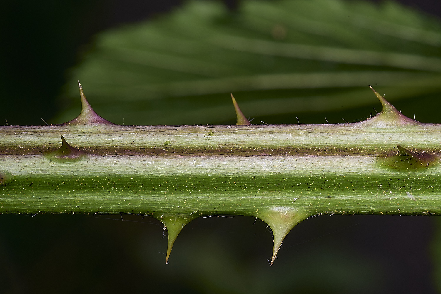 BuxtonHeathB3PrimocaneCloseUp280625-2