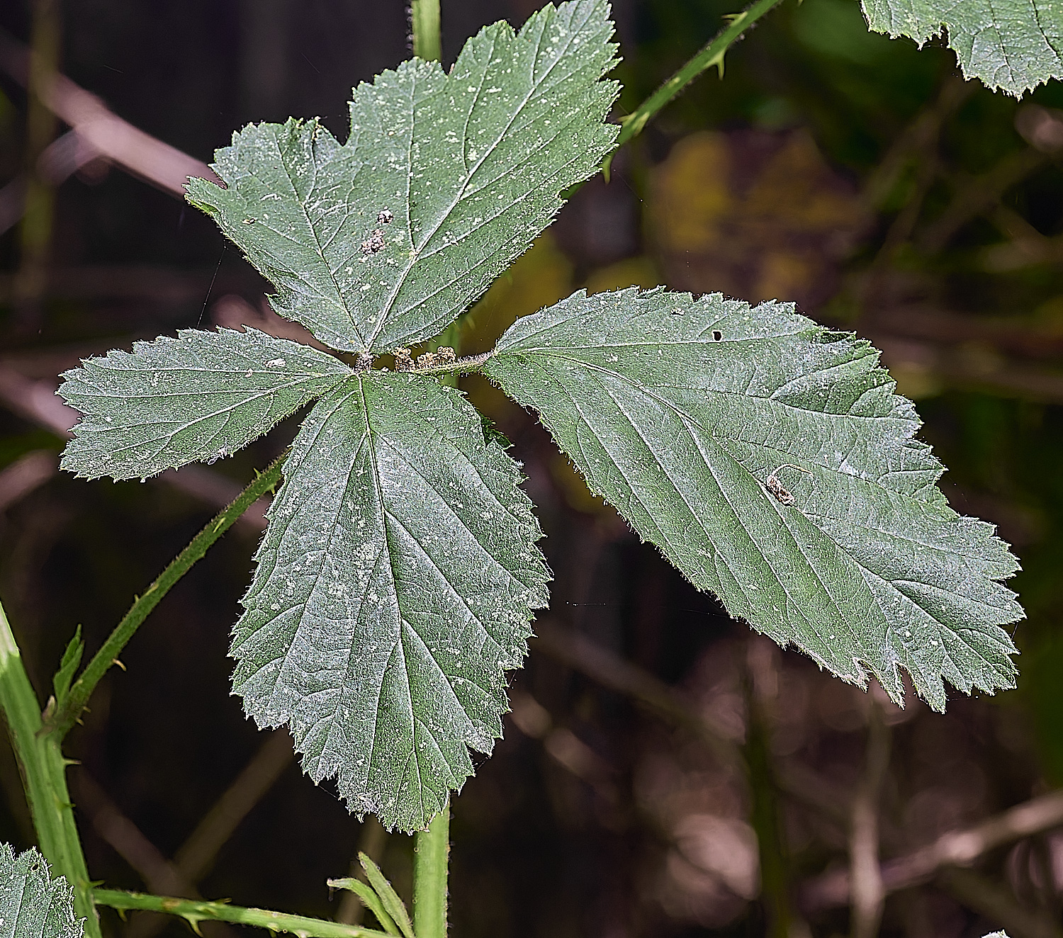 BuxtonHeathB3PrimocaneLeafadaxial280625-1