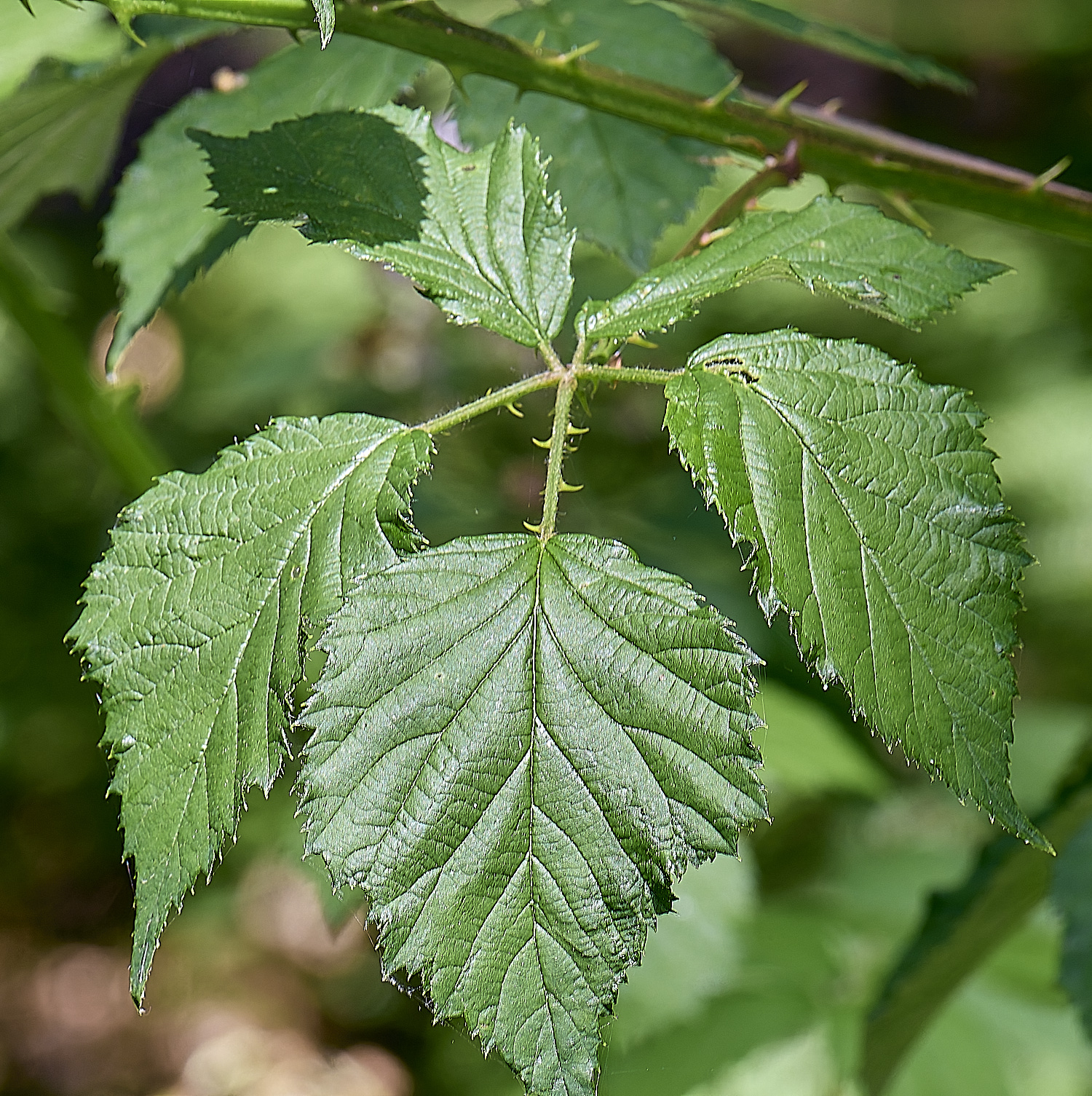 BuxtonHeathB3PrimocaneLeafadaxial280625-2