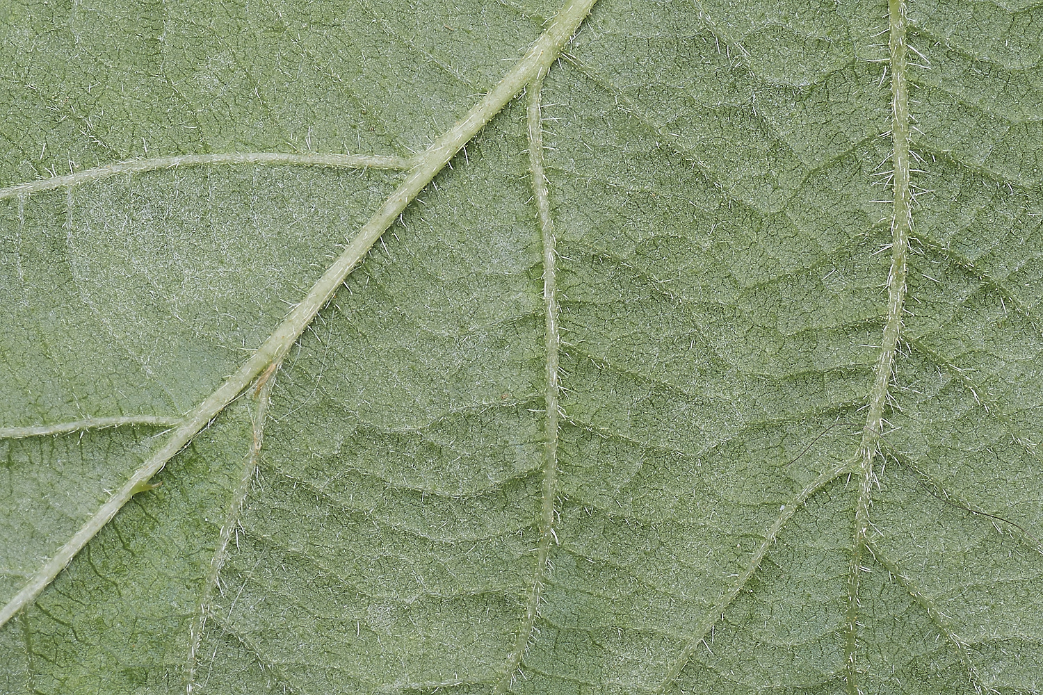 BuxtonHeathB3PrimocaneLeafimderside280625-1