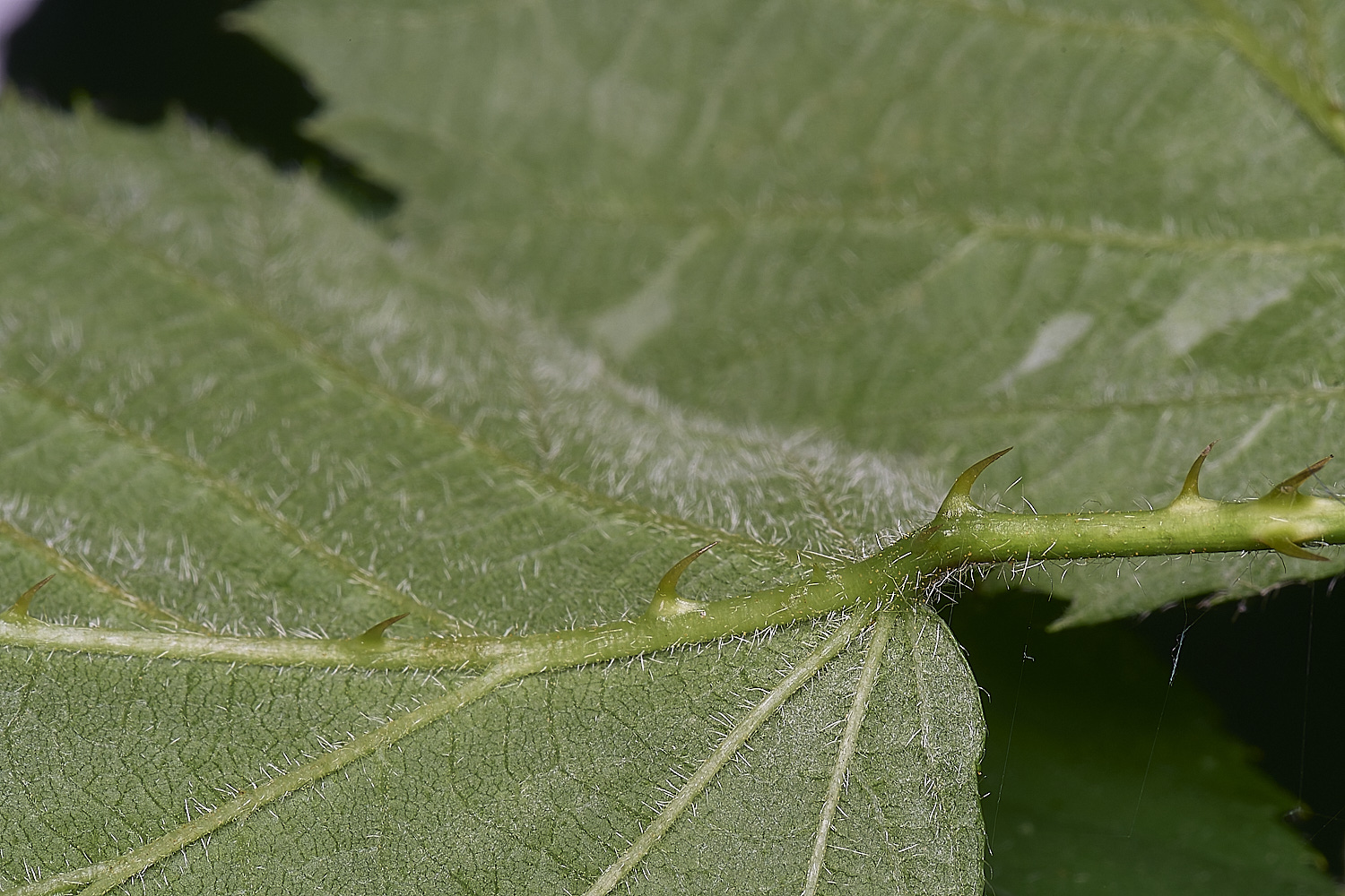 BuxtonHeathB3PrimocaneLeafimderside280625-2