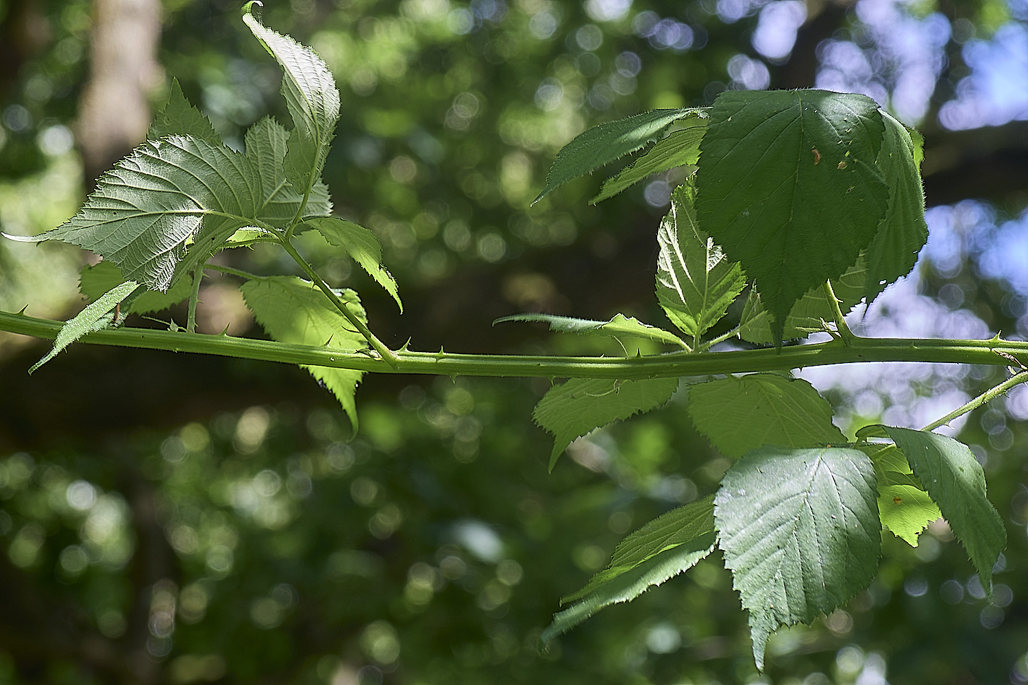 BuxtonHeathB3PrimocaneStructure280625-1