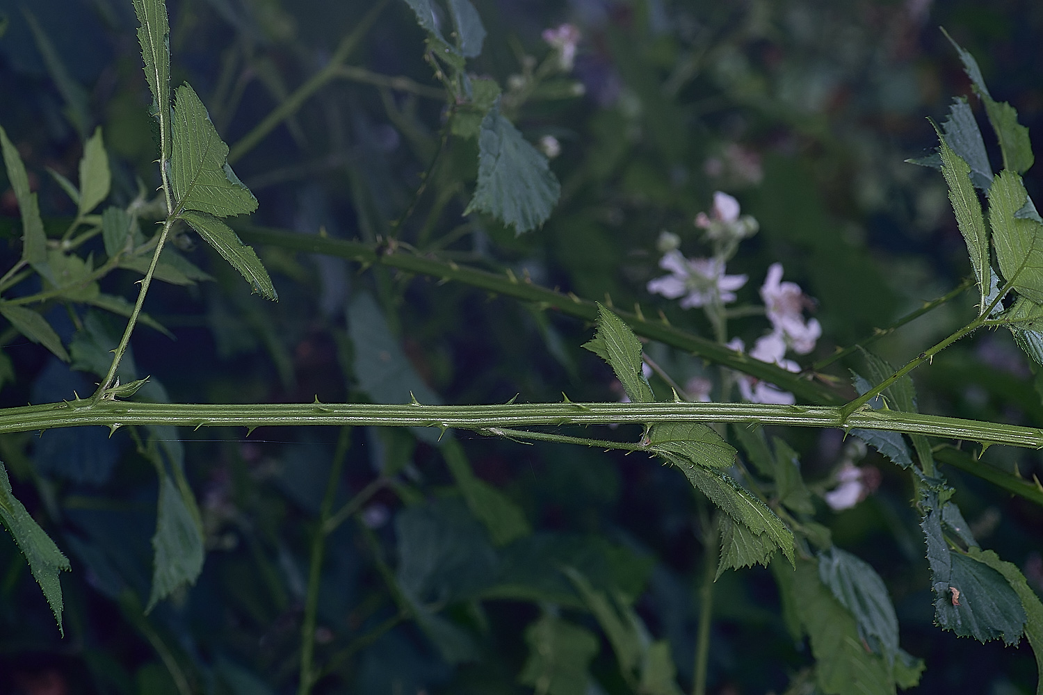 BuxtonHeathB3PrimocaneStructure280625-2