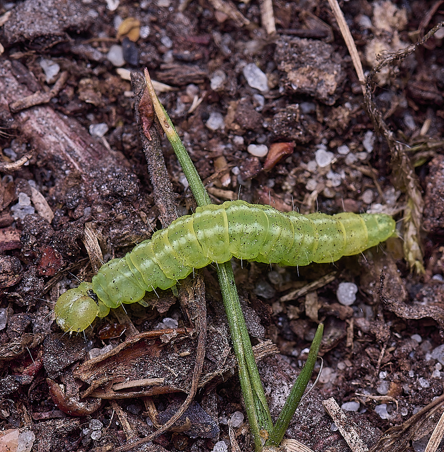 BuxtonHeathCaterpillar280625-1-NEF-