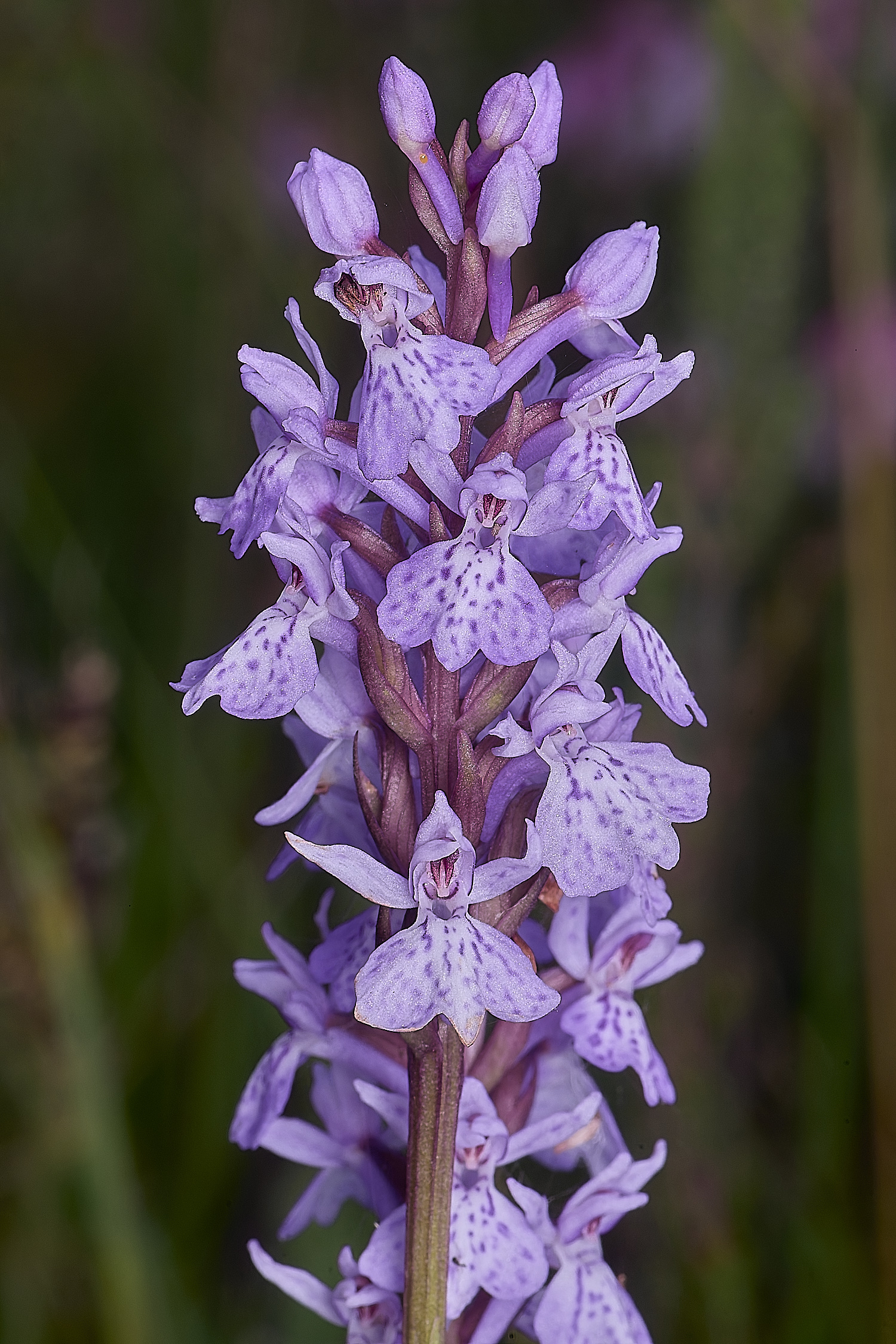 BuxtonHeathCommonSpotted280625-1-NEF-