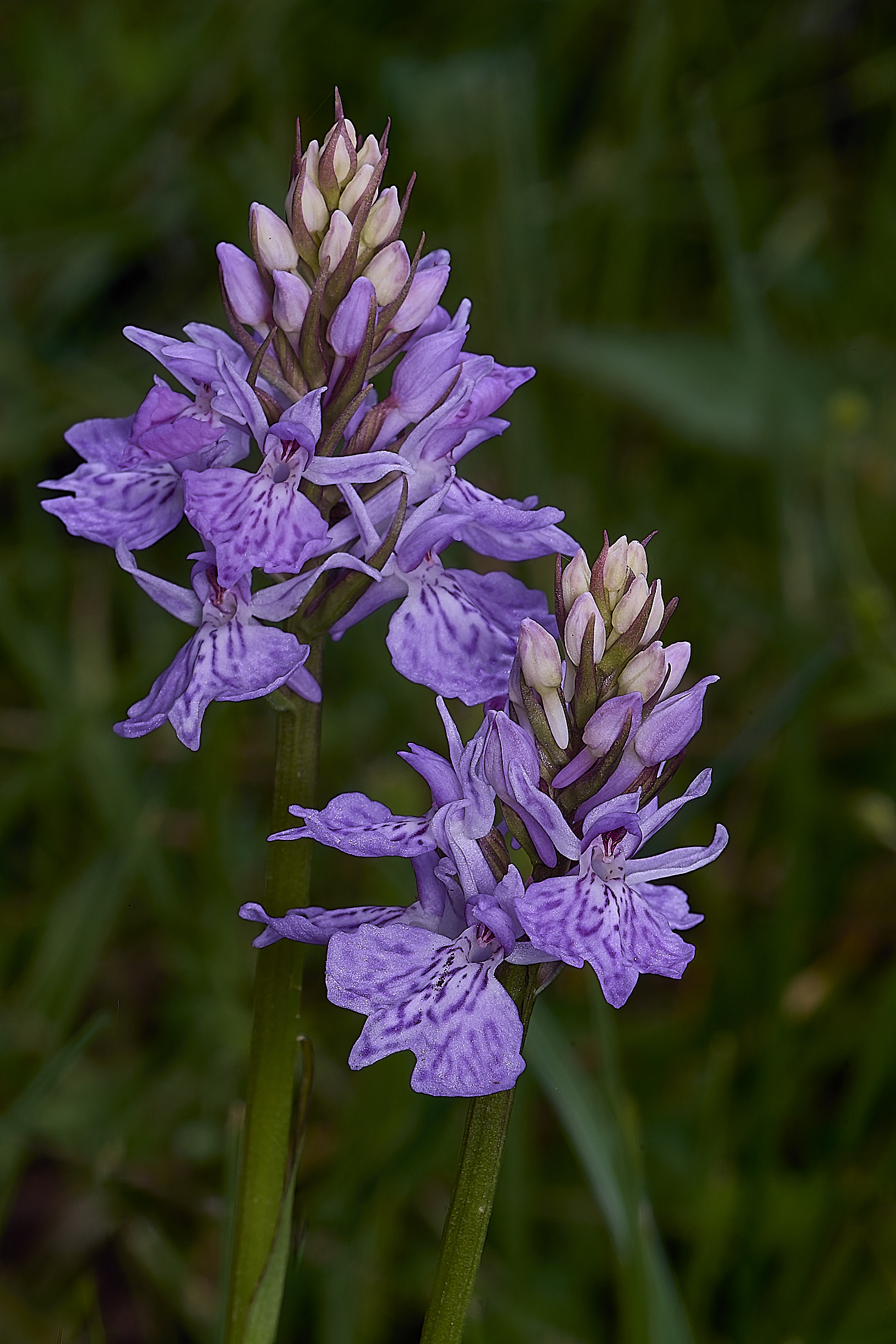 BuxtonHeathCommonSpotted280625-3-NEF-