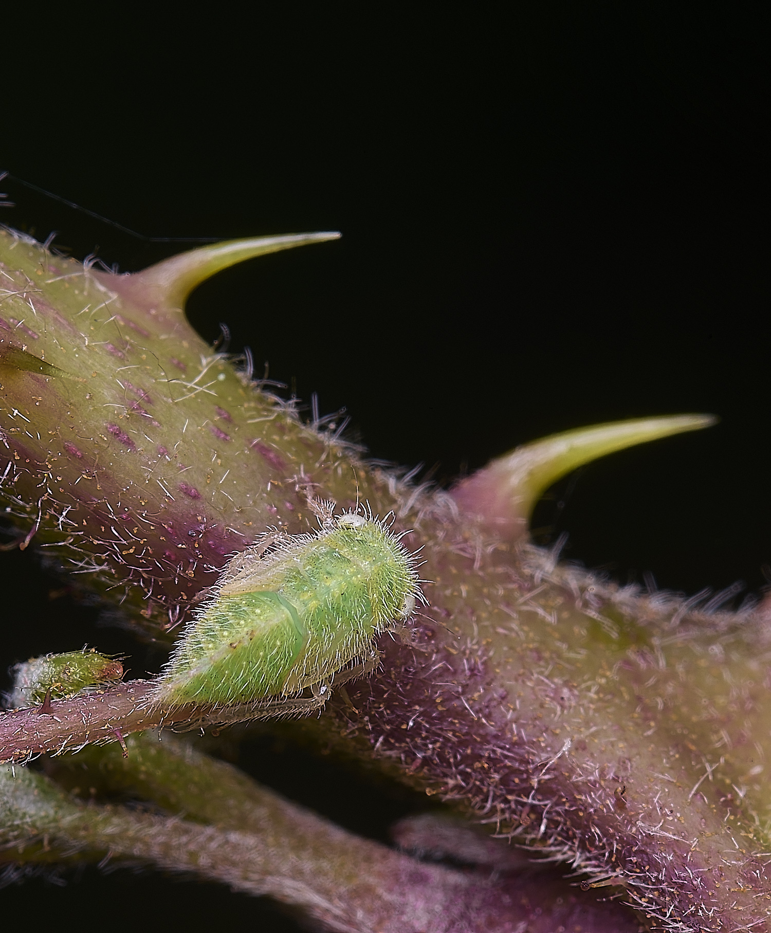 BuxtonHeathLeafHopper280625-1-NEF-