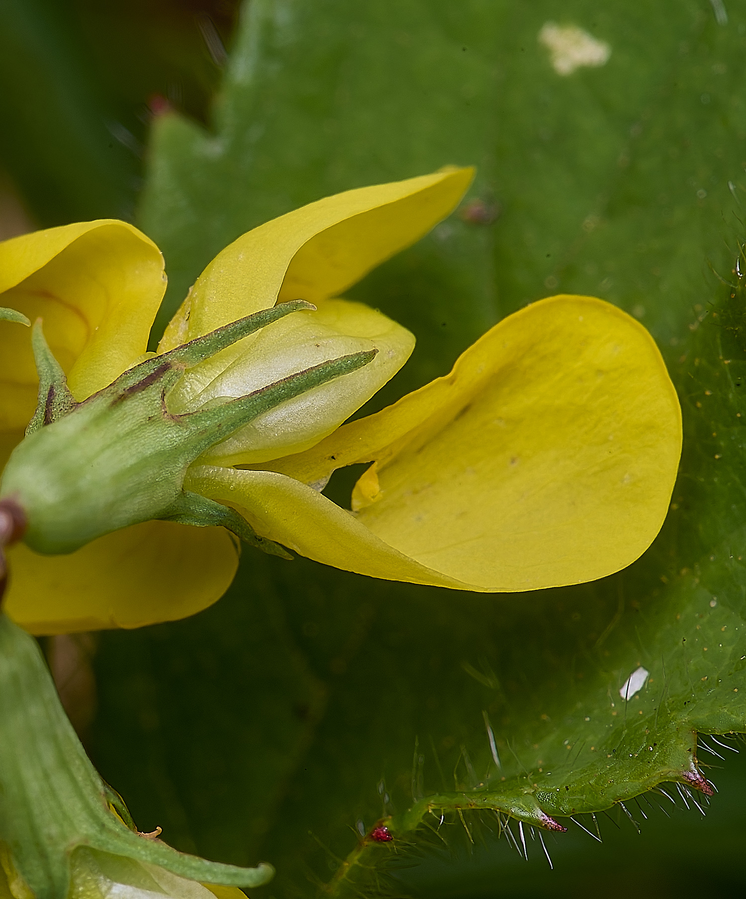 BuxtonHeathLotuspedunculatus280625-1-NEF-