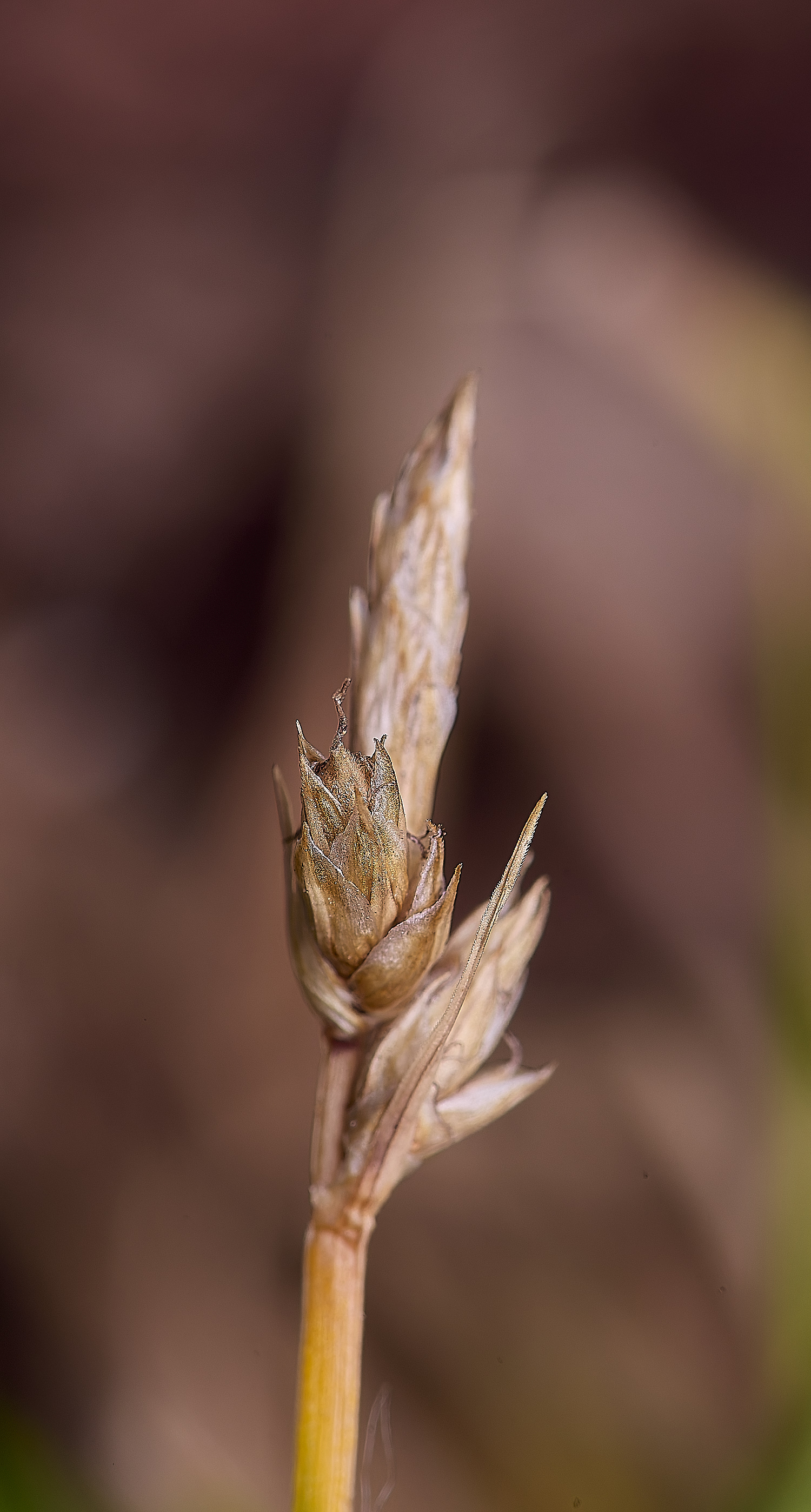 BuxtonHeathPillSedge280625-2