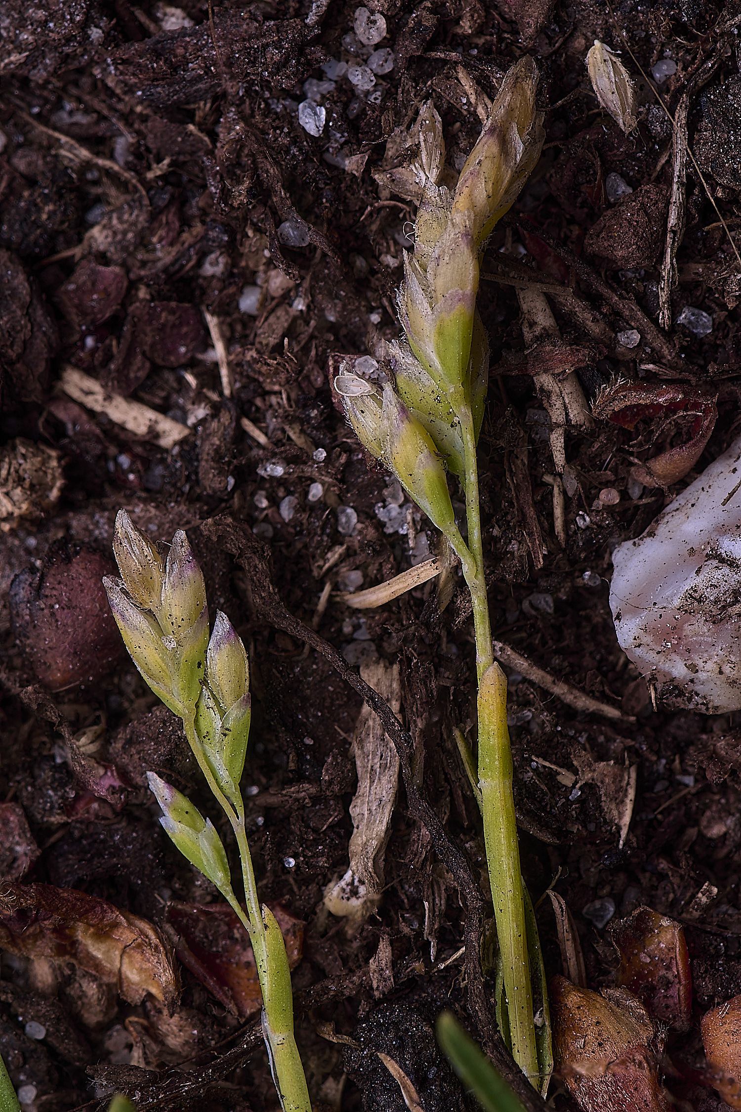 BuxtonHeathPoaInfirma280625-1-NEF-