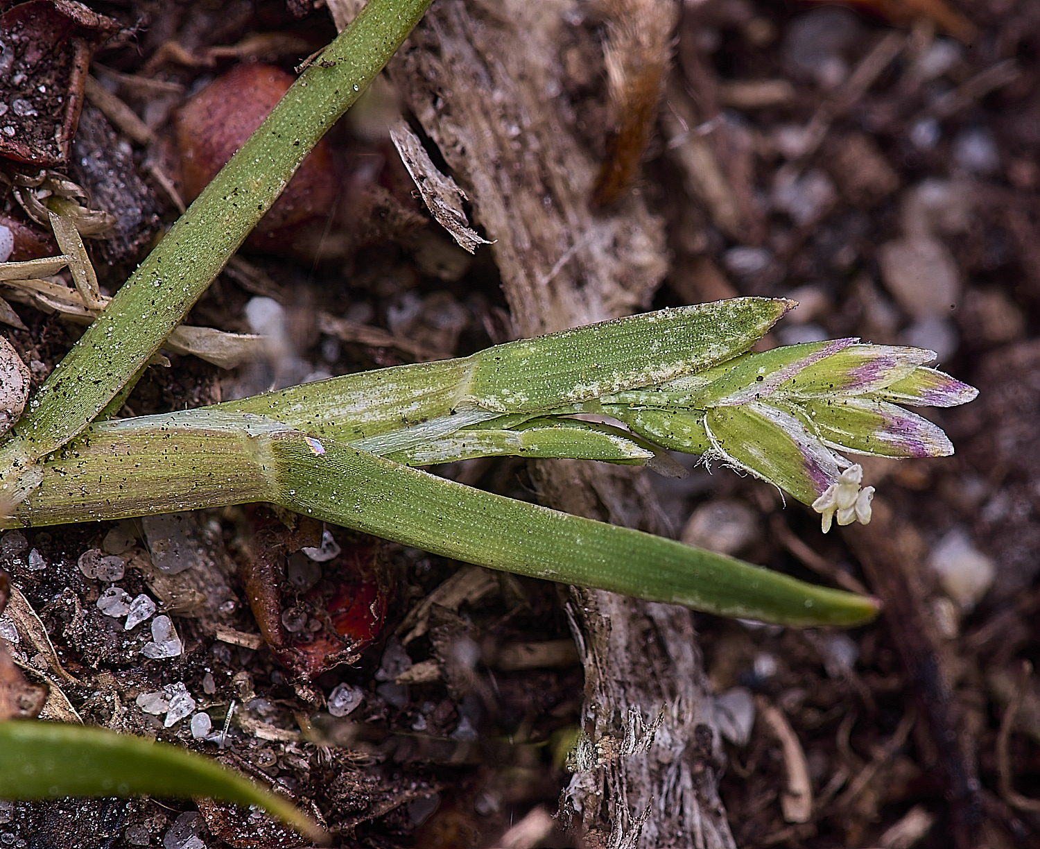 BuxtonHeathPoaInfirma280625-2-NEF-