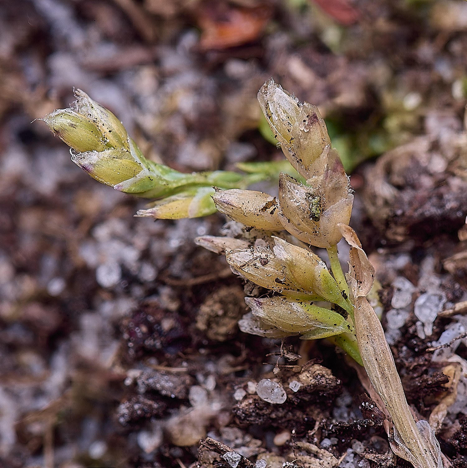 BuxtonHeathPoaInfirma280625-3-NEF-