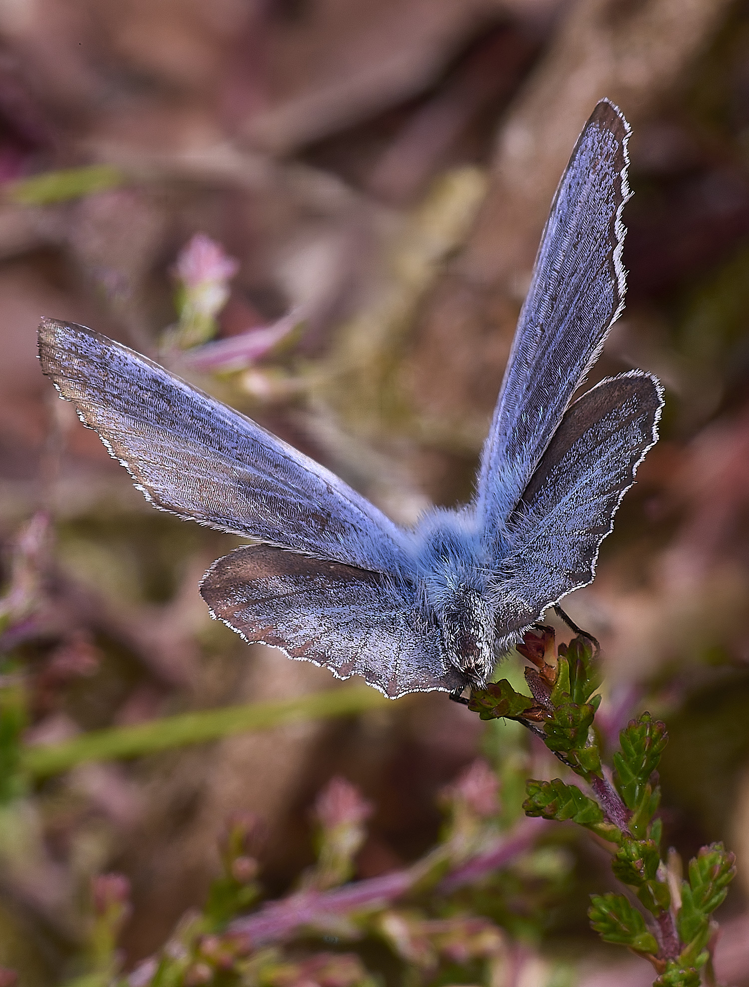 BuxtonHeathSilverStuddedBlue280625-1-NEF-