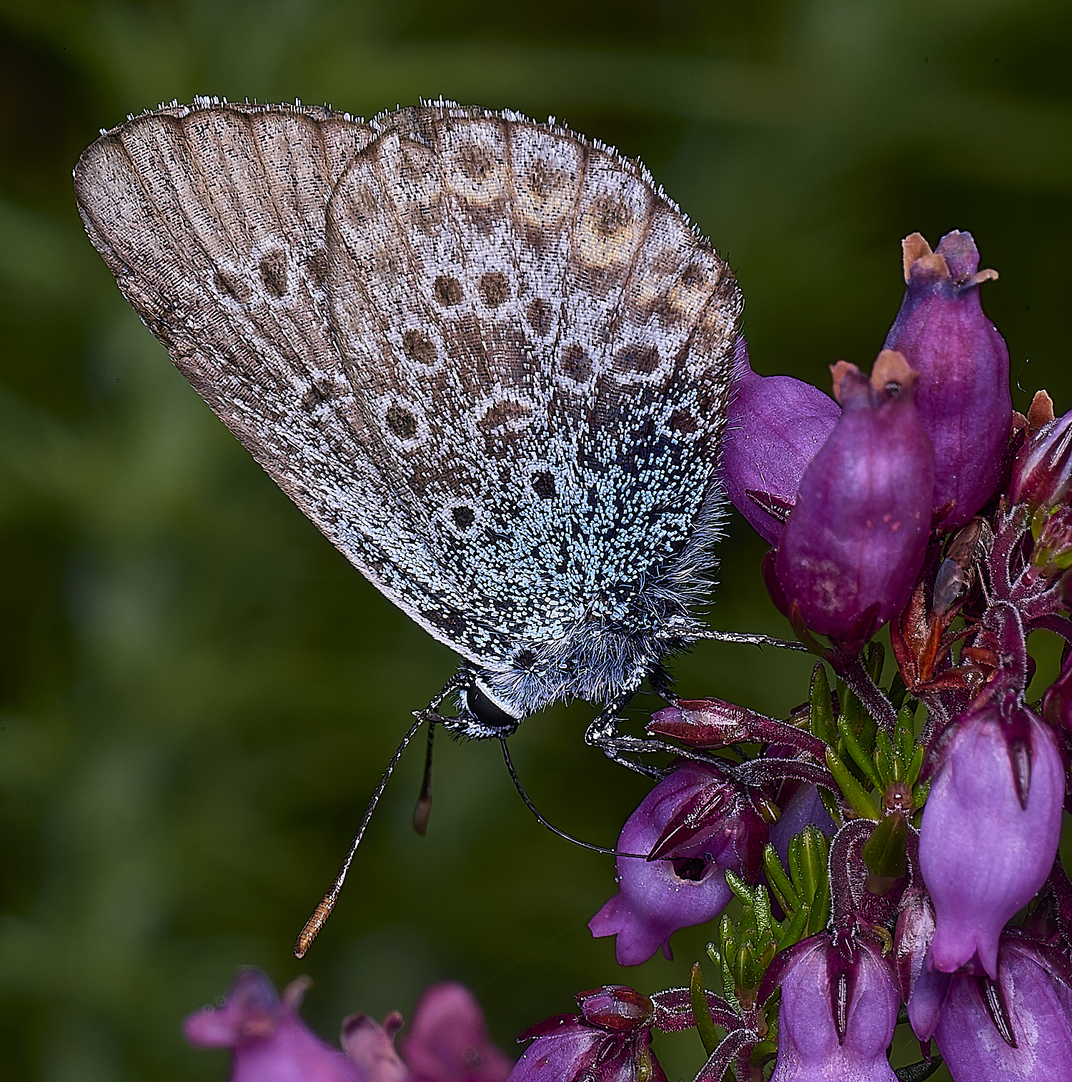 BuxtonHeathSilverStuddedBlue280625-2-NEF-