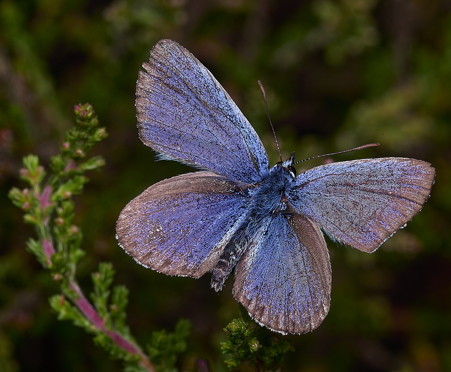 BuxtonHeathSilverStuddedBlue280625-3