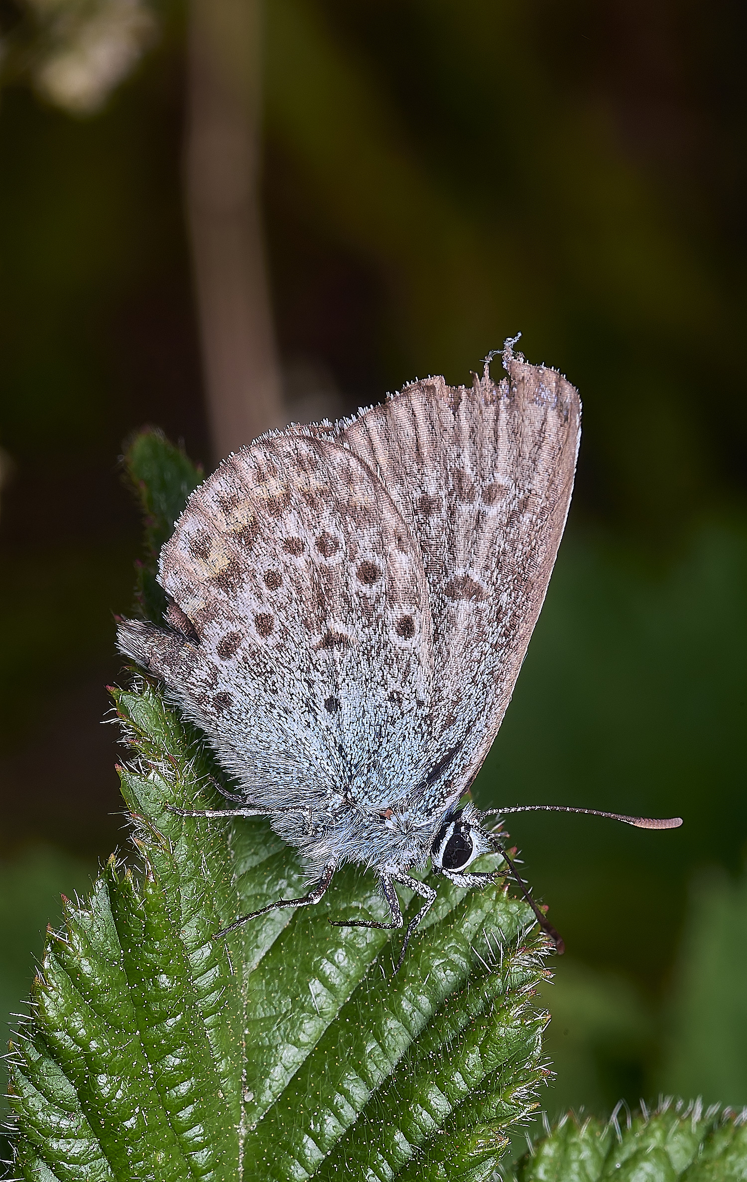 BuxtonHeathSilverStuddedBlue280625-4