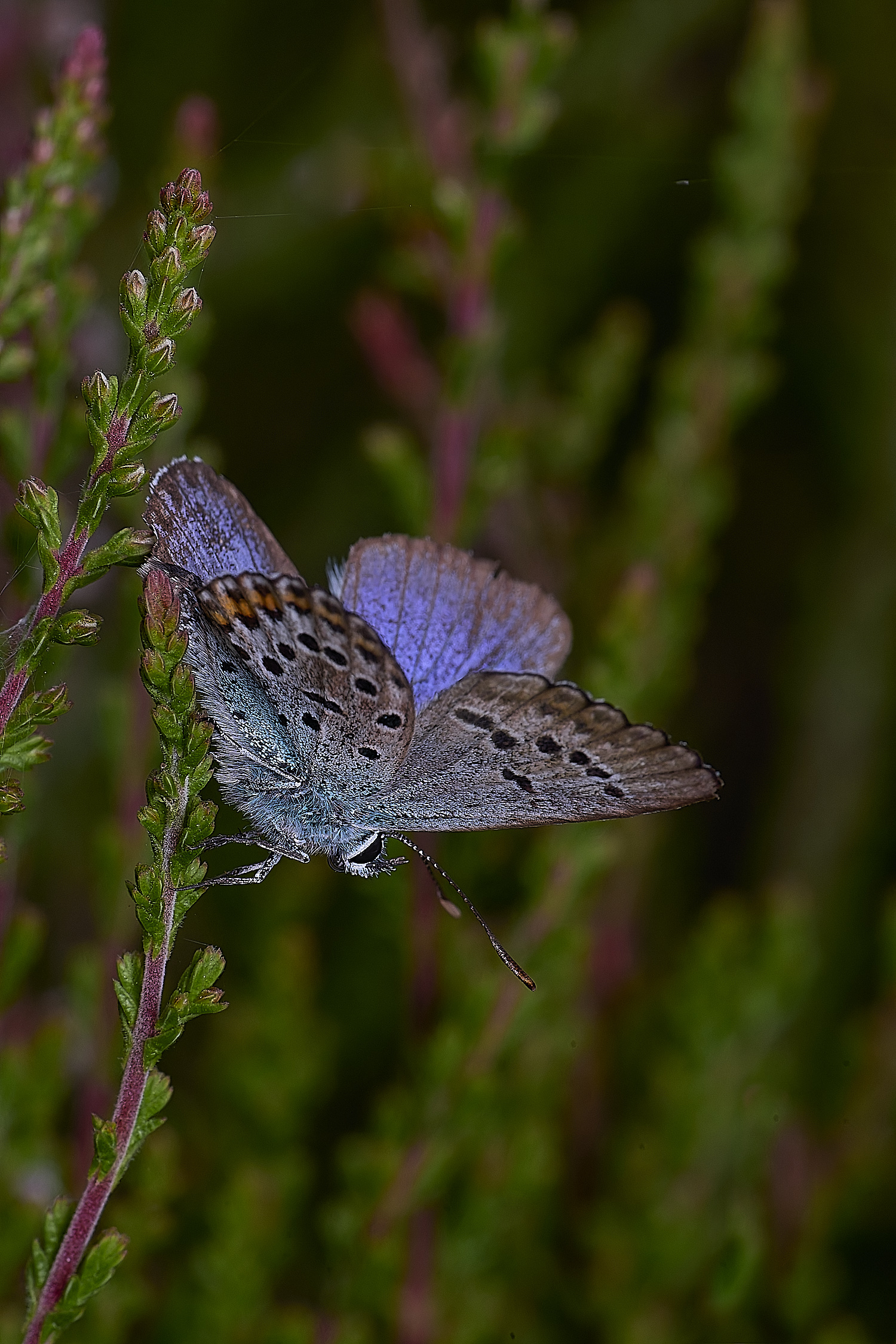 BuxtonHeathSilverStuddedBlue280625-5