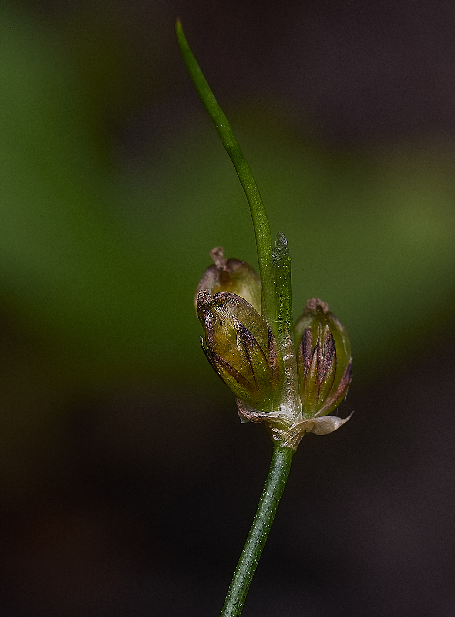 BuxtonHeathToadRush280625-1-NEF-