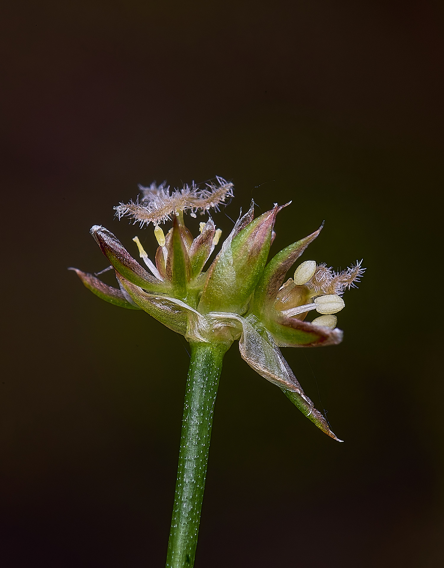 BuxtonHeathToadRush280625-2-NEF-