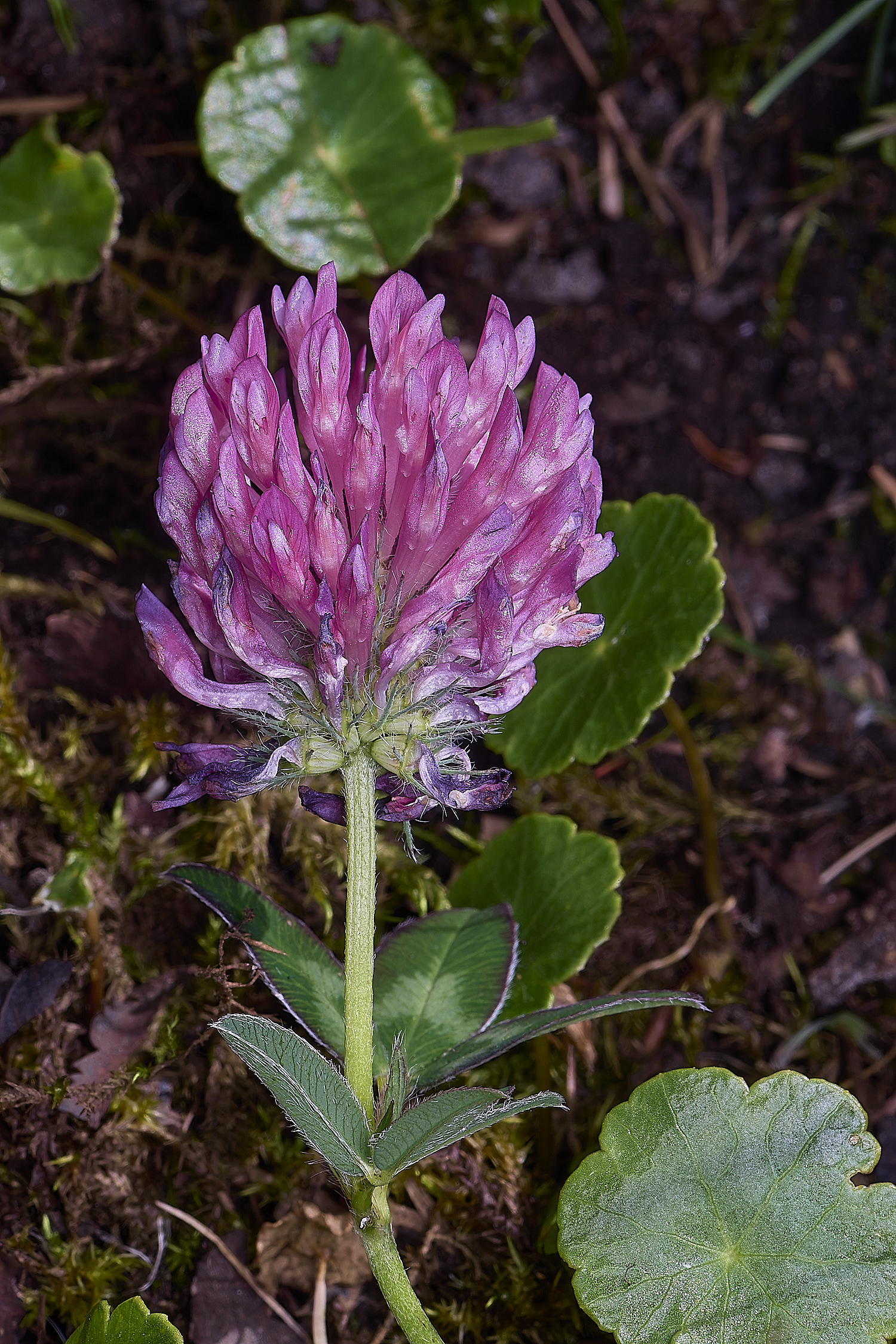 BuxtonHeathTrifoliummedium280625-1-NEF-