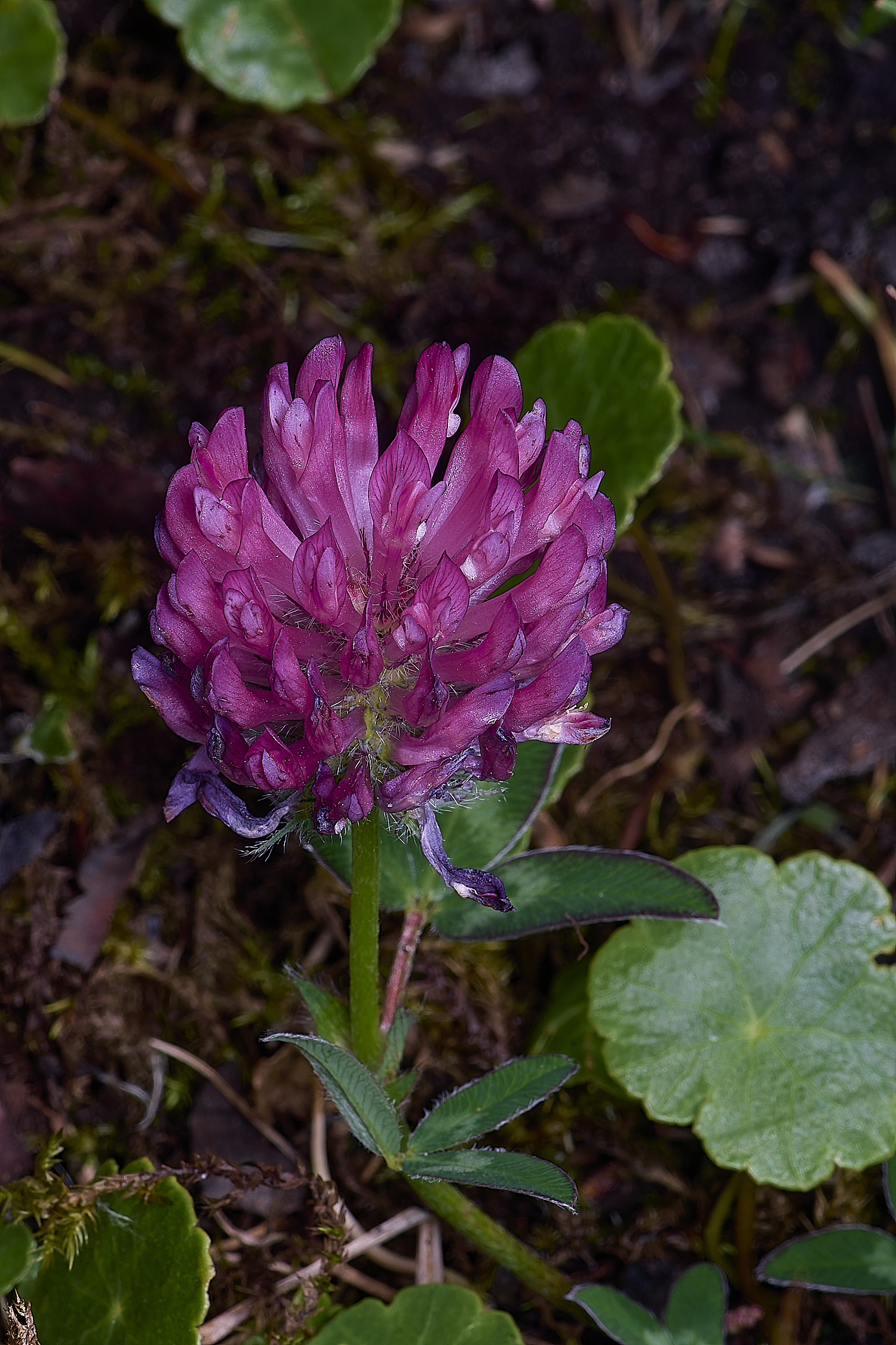 BuxtonHeathTrifoliummedium280625-2-NEF-