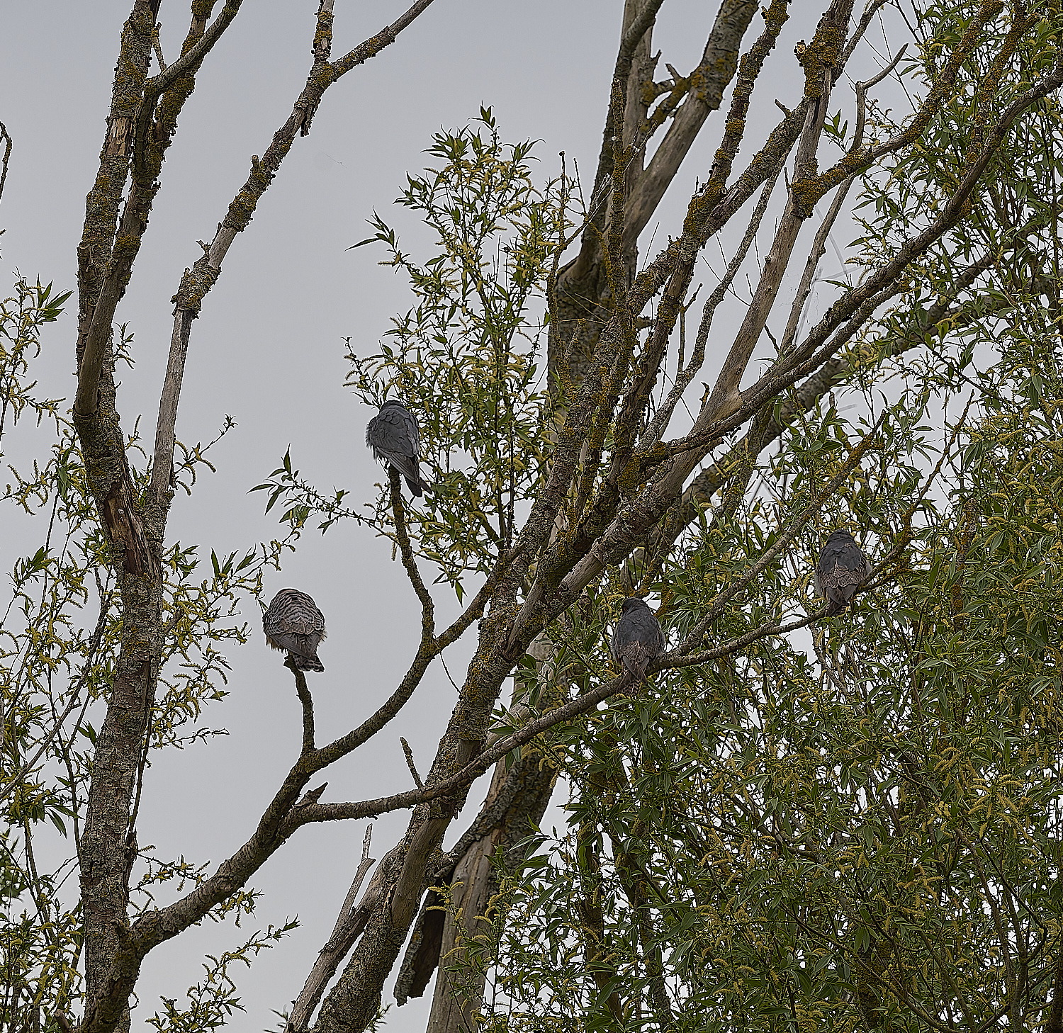 CarltonMarshesRed-footedFalcon050525-1