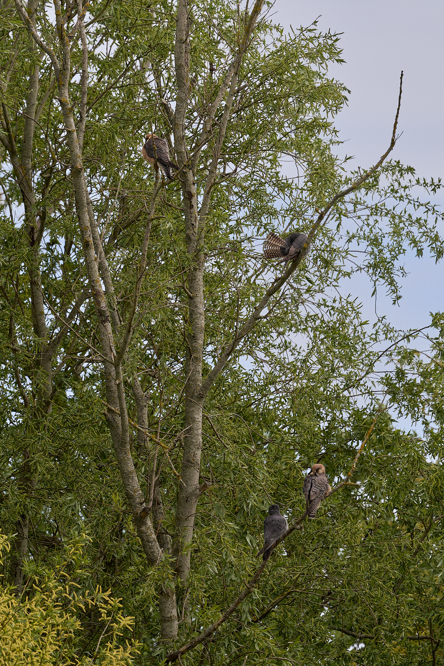 CarltonMarshesRed-footedFalcon050525-10