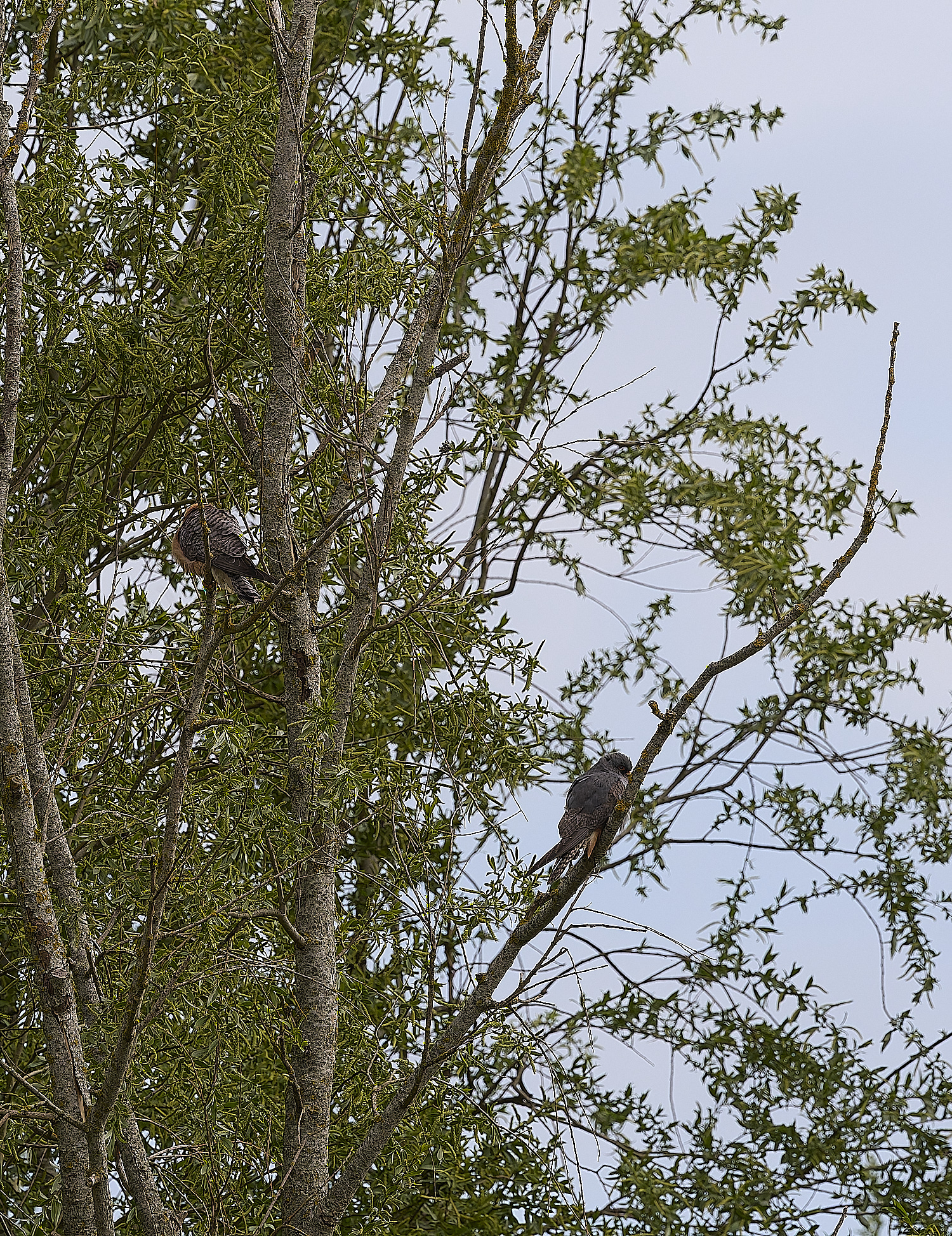 CarltonMarshesRed-footedFalcon050525-11