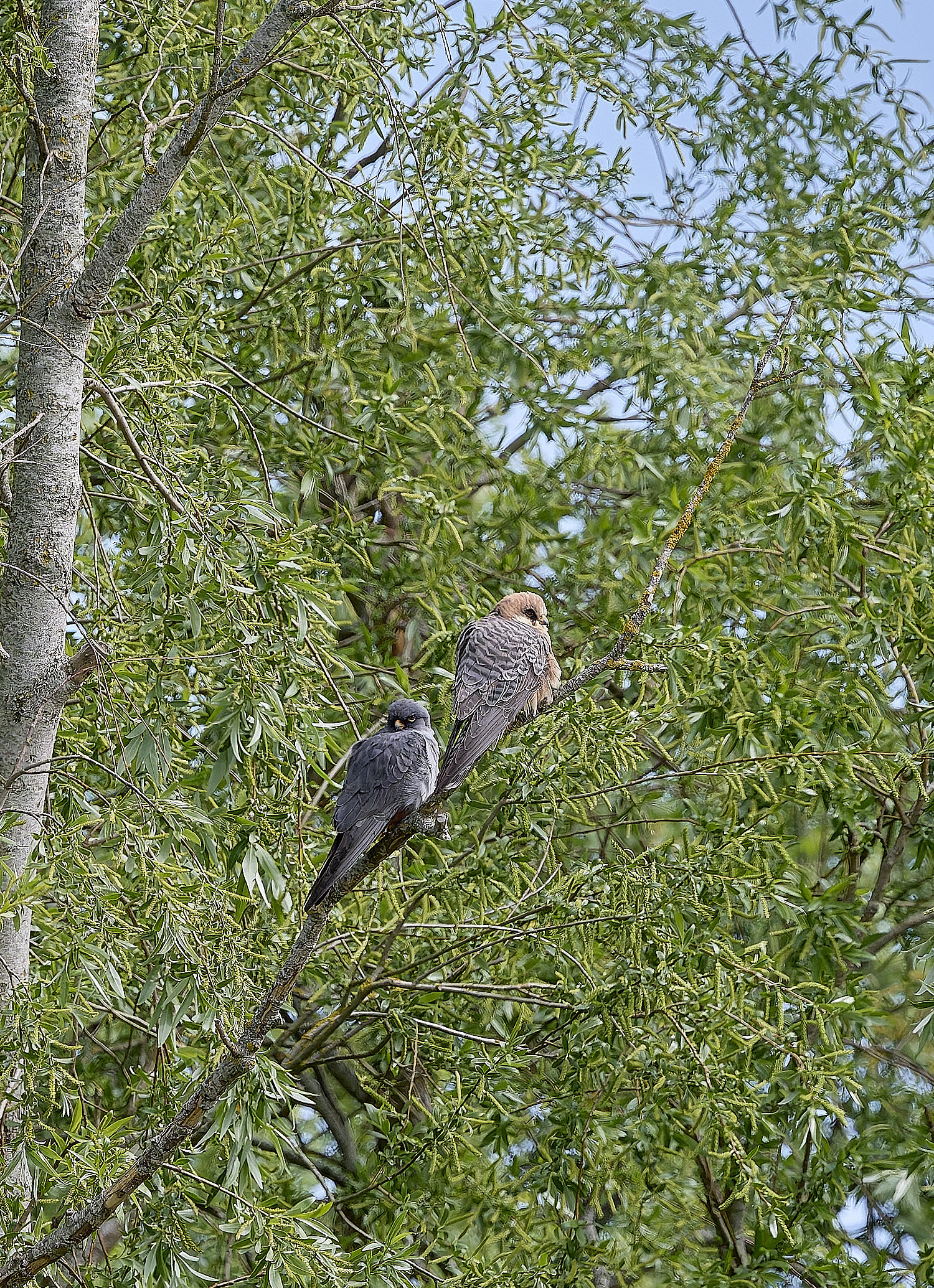 CarltonMarshesRed-footedFalcon050525-12