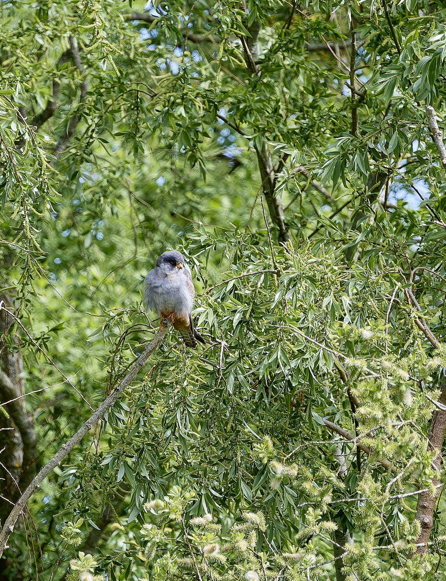 CarltonMarshesRed-footedFalcon050525-13 1