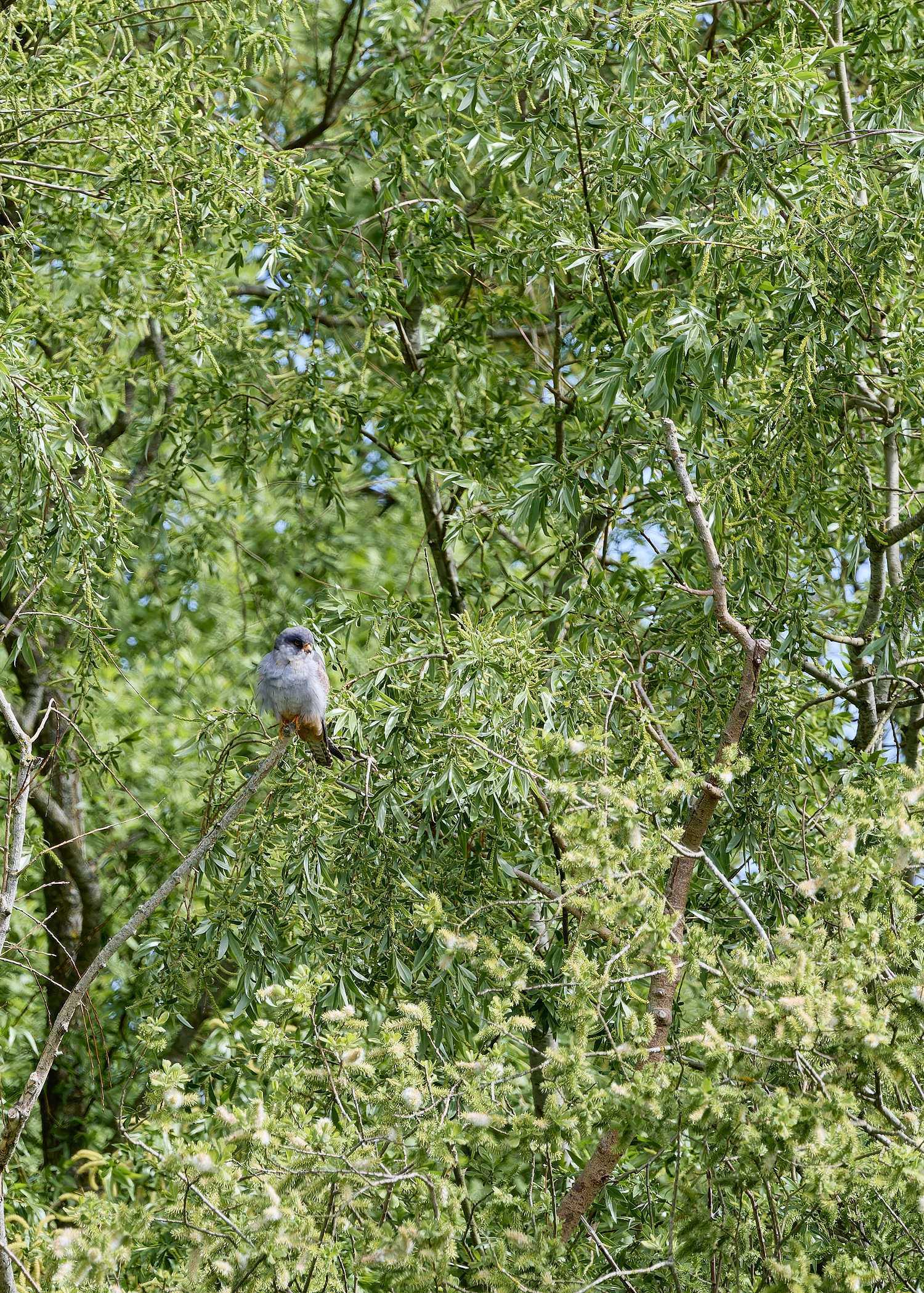 CarltonMarshesRed-footedFalcon050525-13