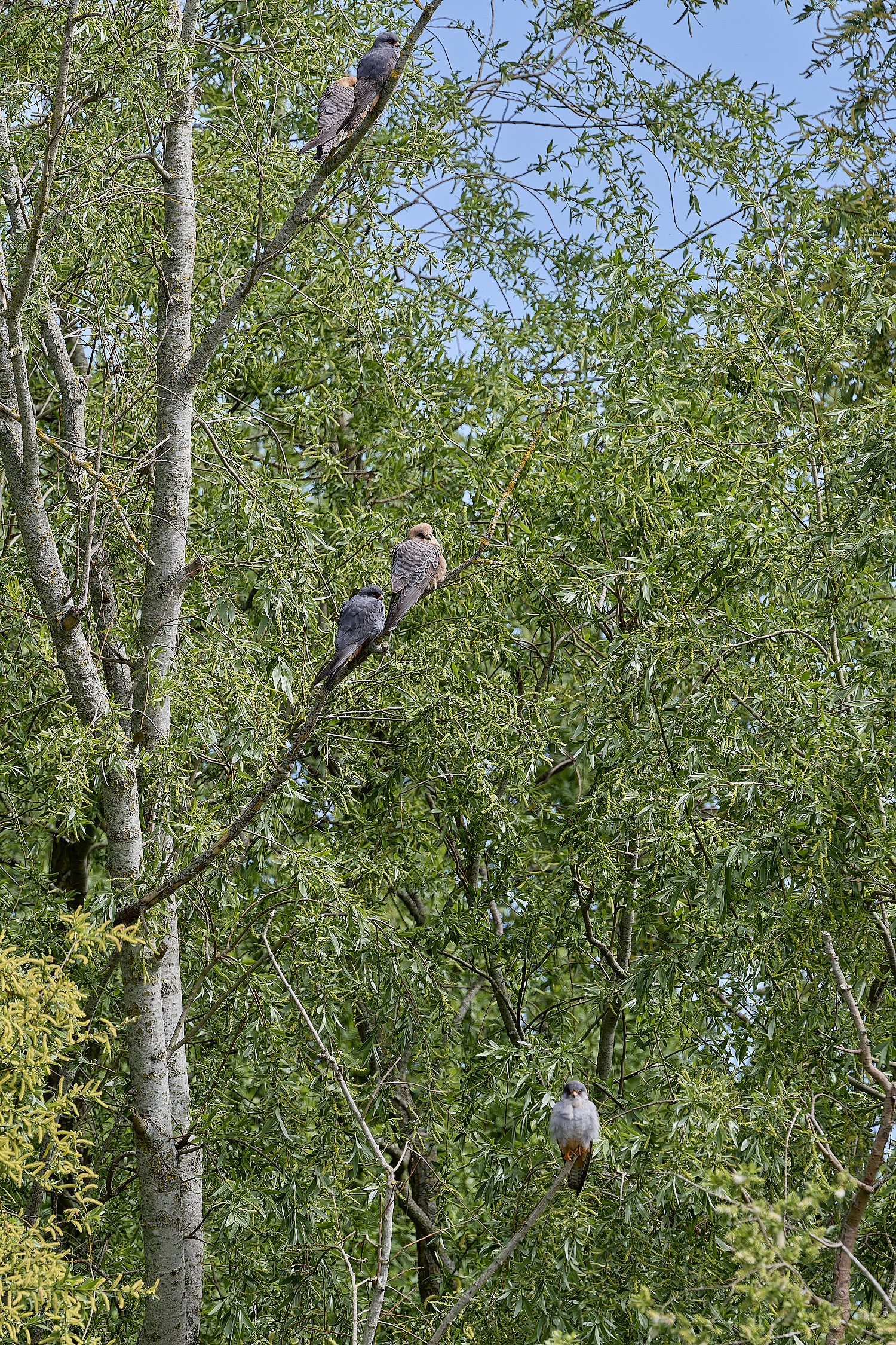 CarltonMarshesRed-footedFalcon050525-14