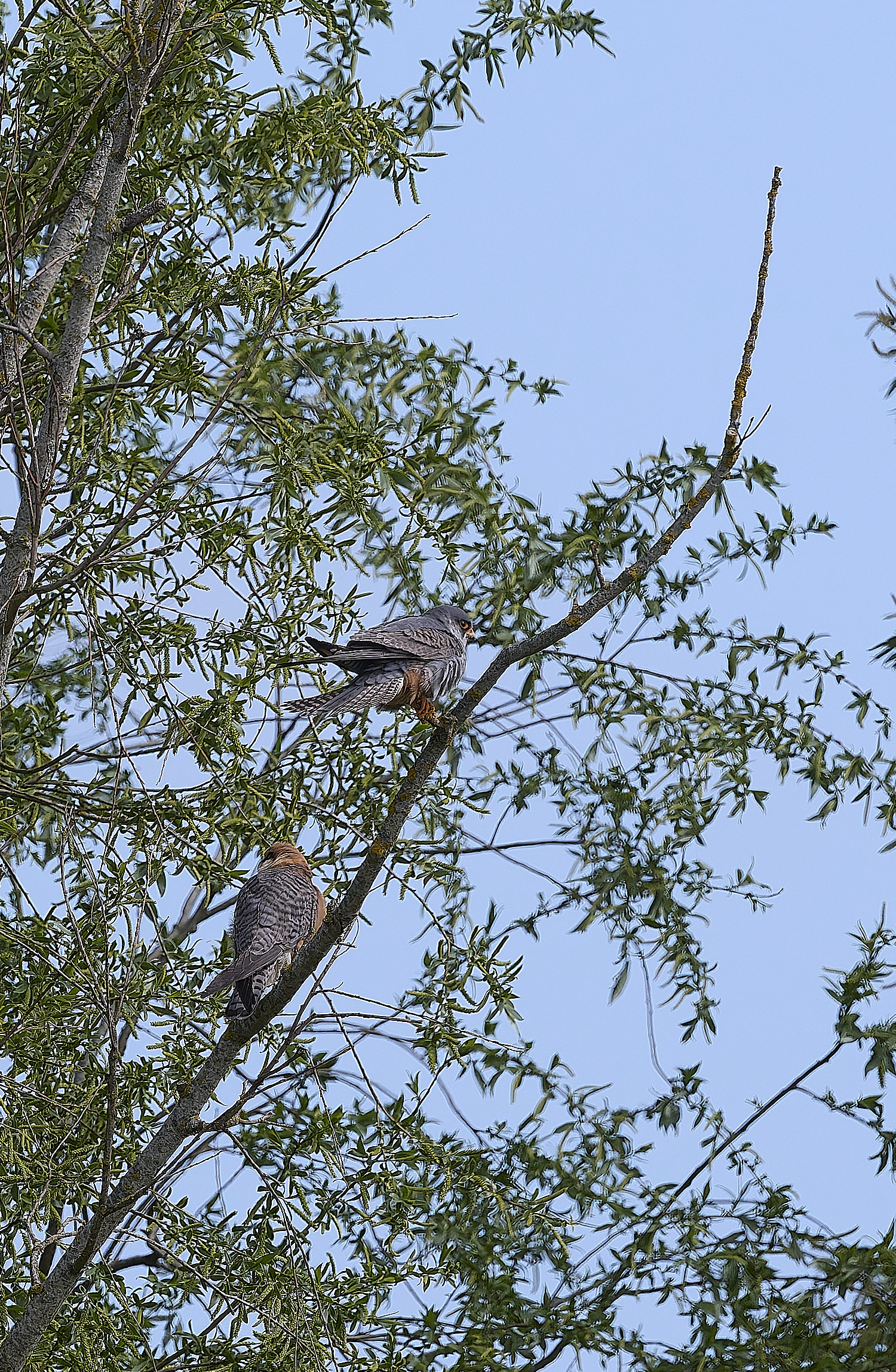 CarltonMarshesRed-footedFalcon050525-15