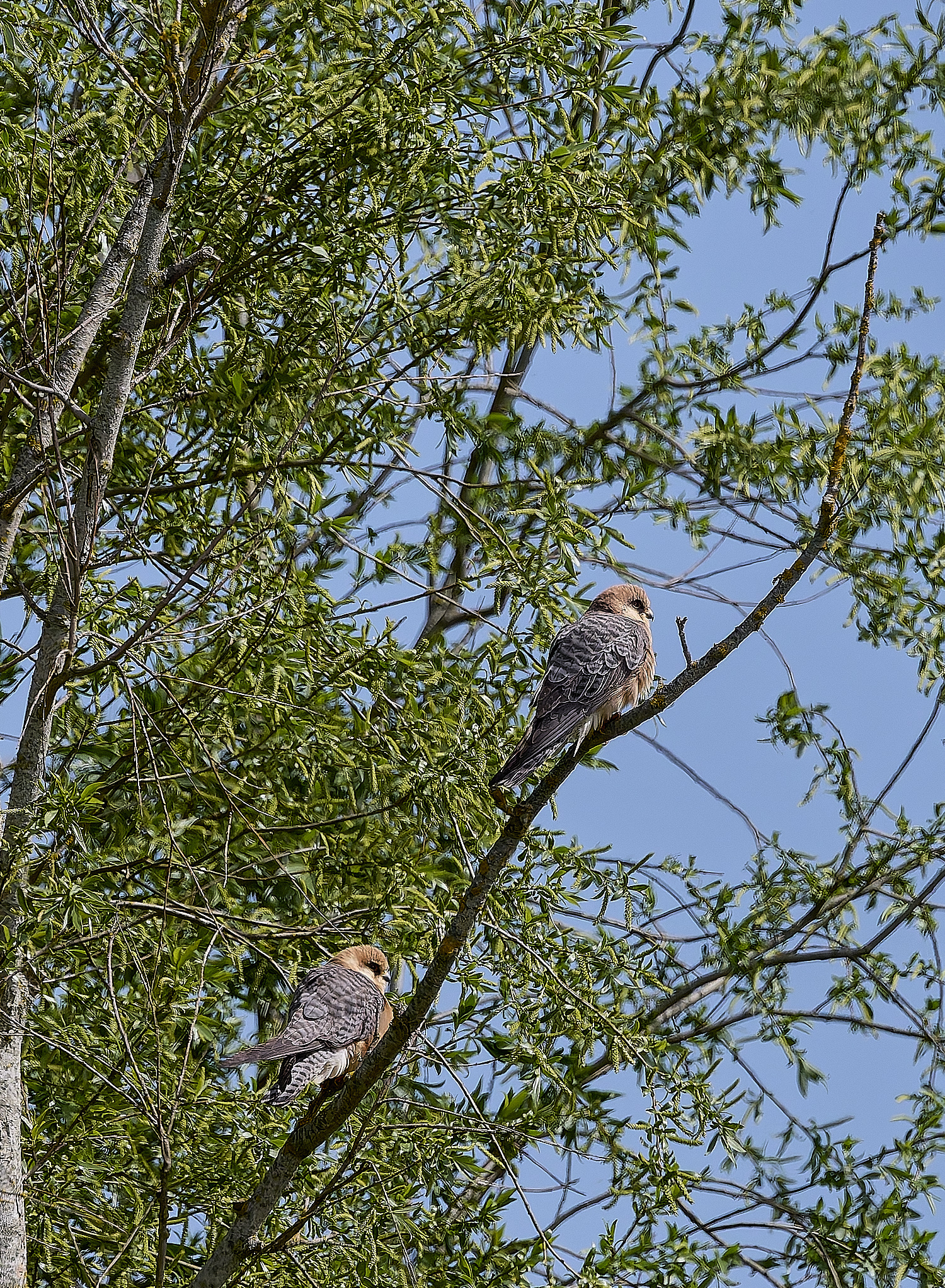 CarltonMarshesRed-footedFalcon050525-16