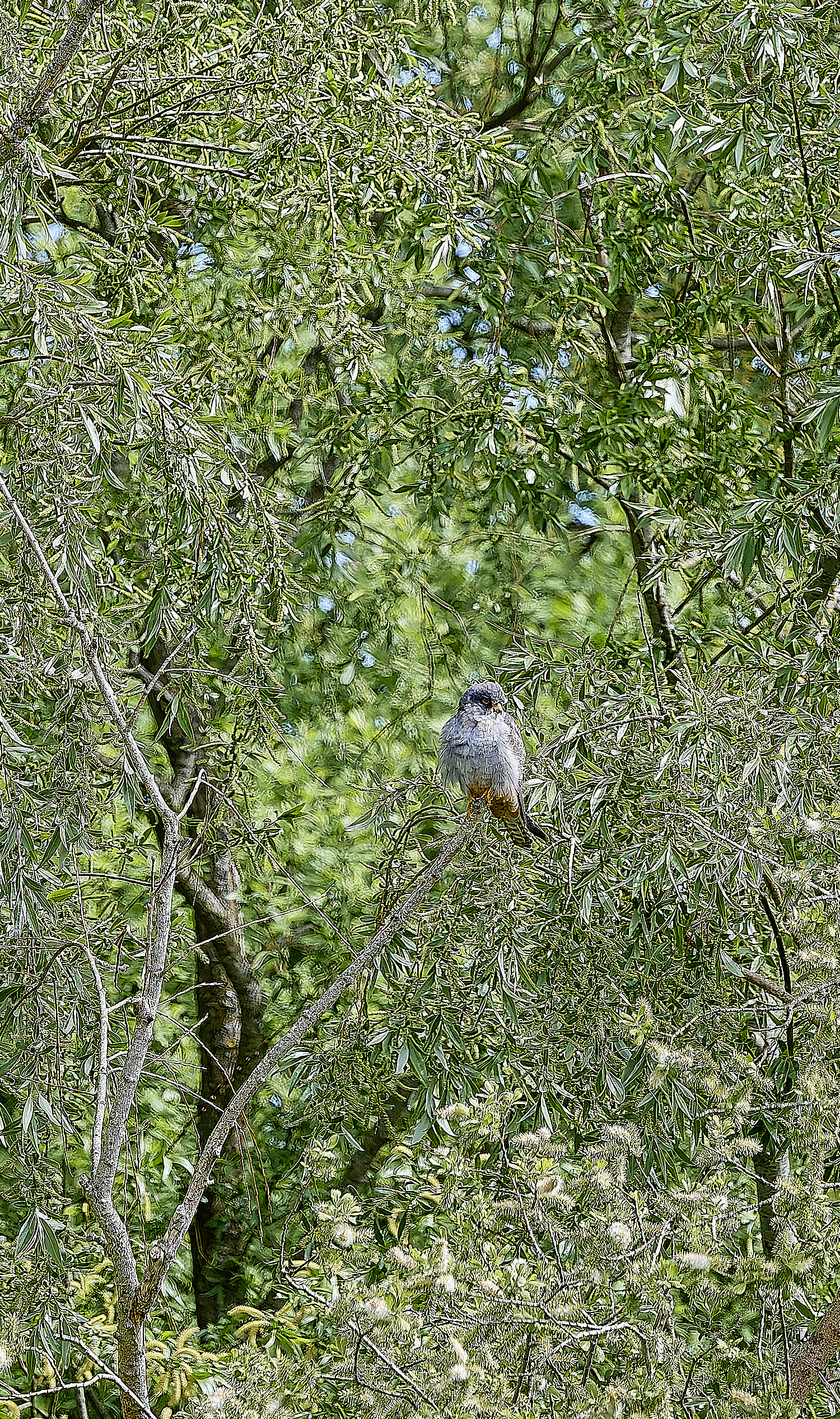 CarltonMarshesRed-footedFalcon050525-17 1