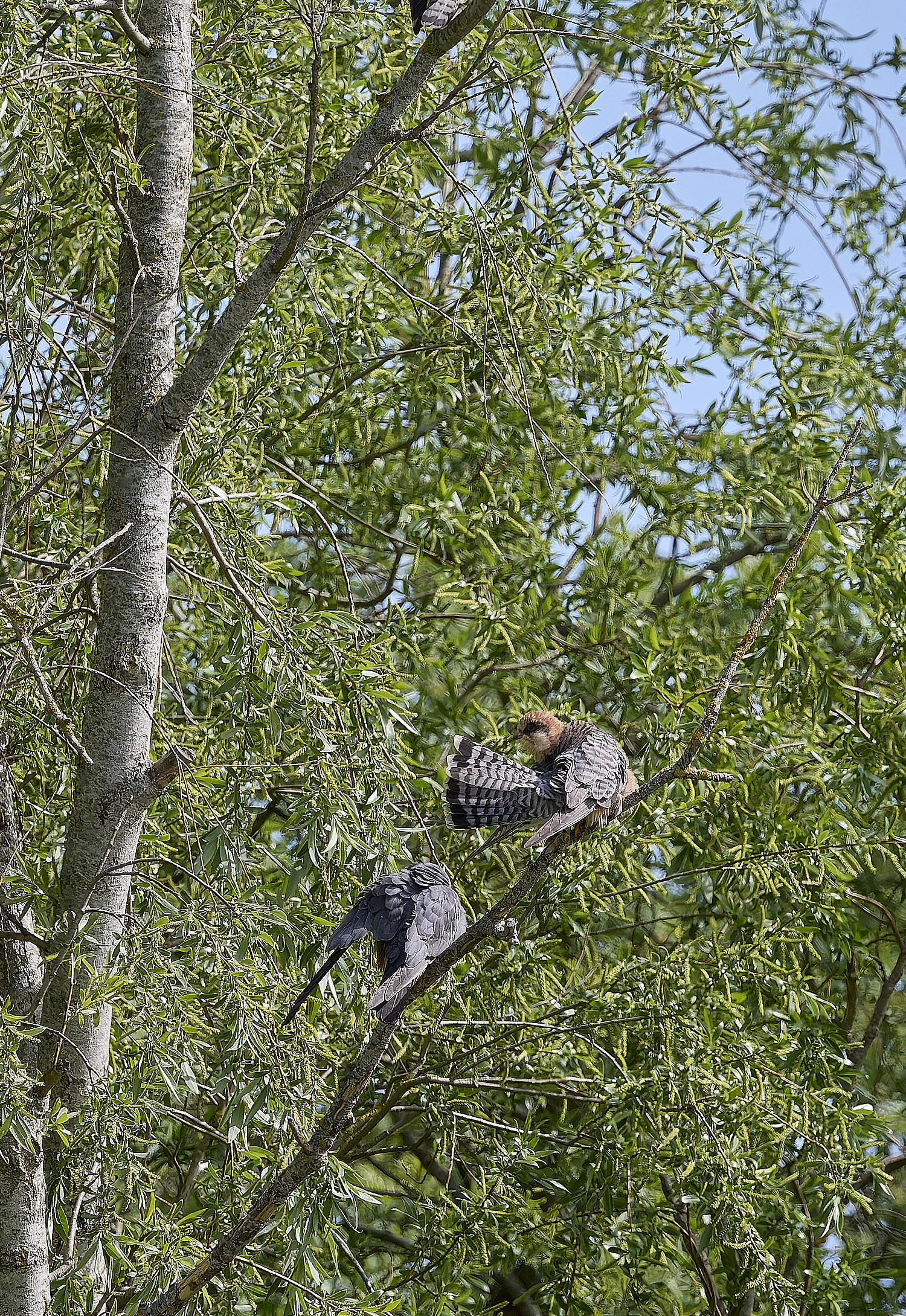 CarltonMarshesRed-footedFalcon050525-18