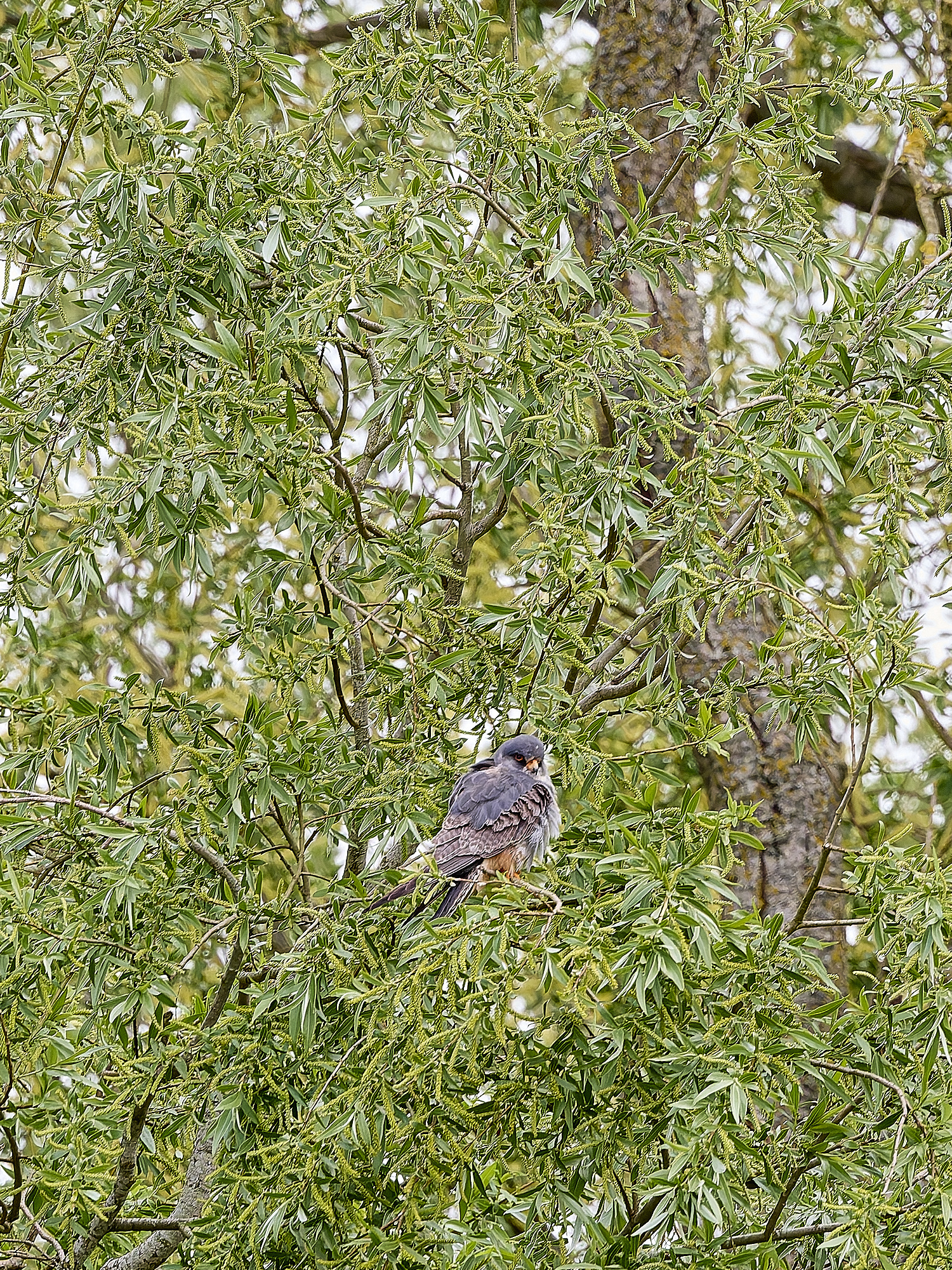 CarltonMarshesRed-footedFalcon050525-19