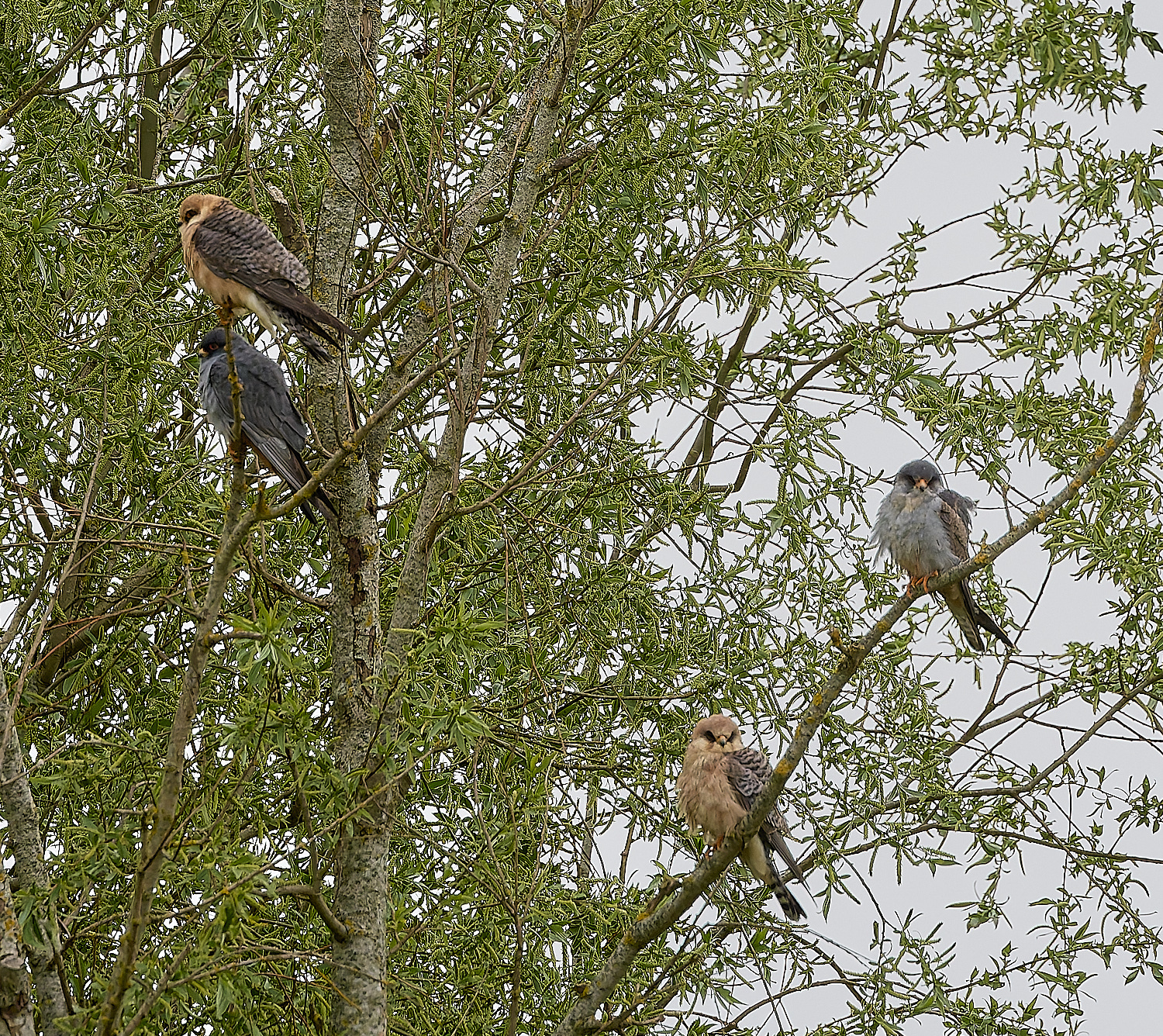 CarltonMarshesRed-footedFalcon050525-2