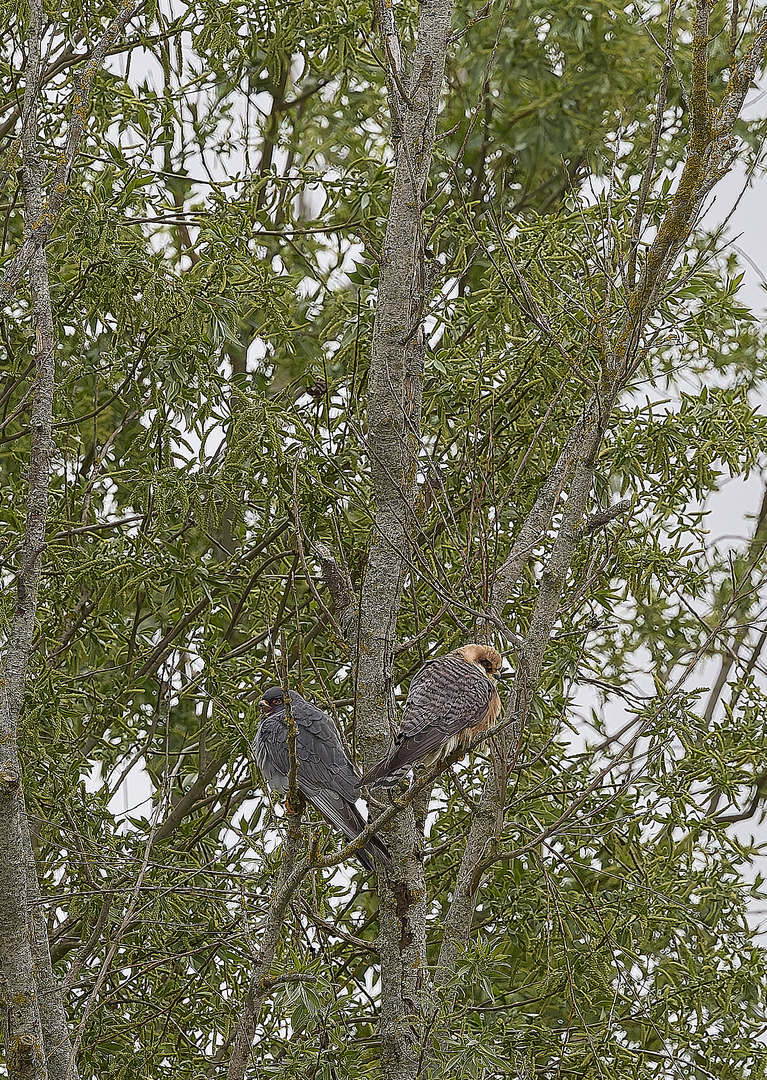 CarltonMarshesRed-footedFalcon050525-3 1