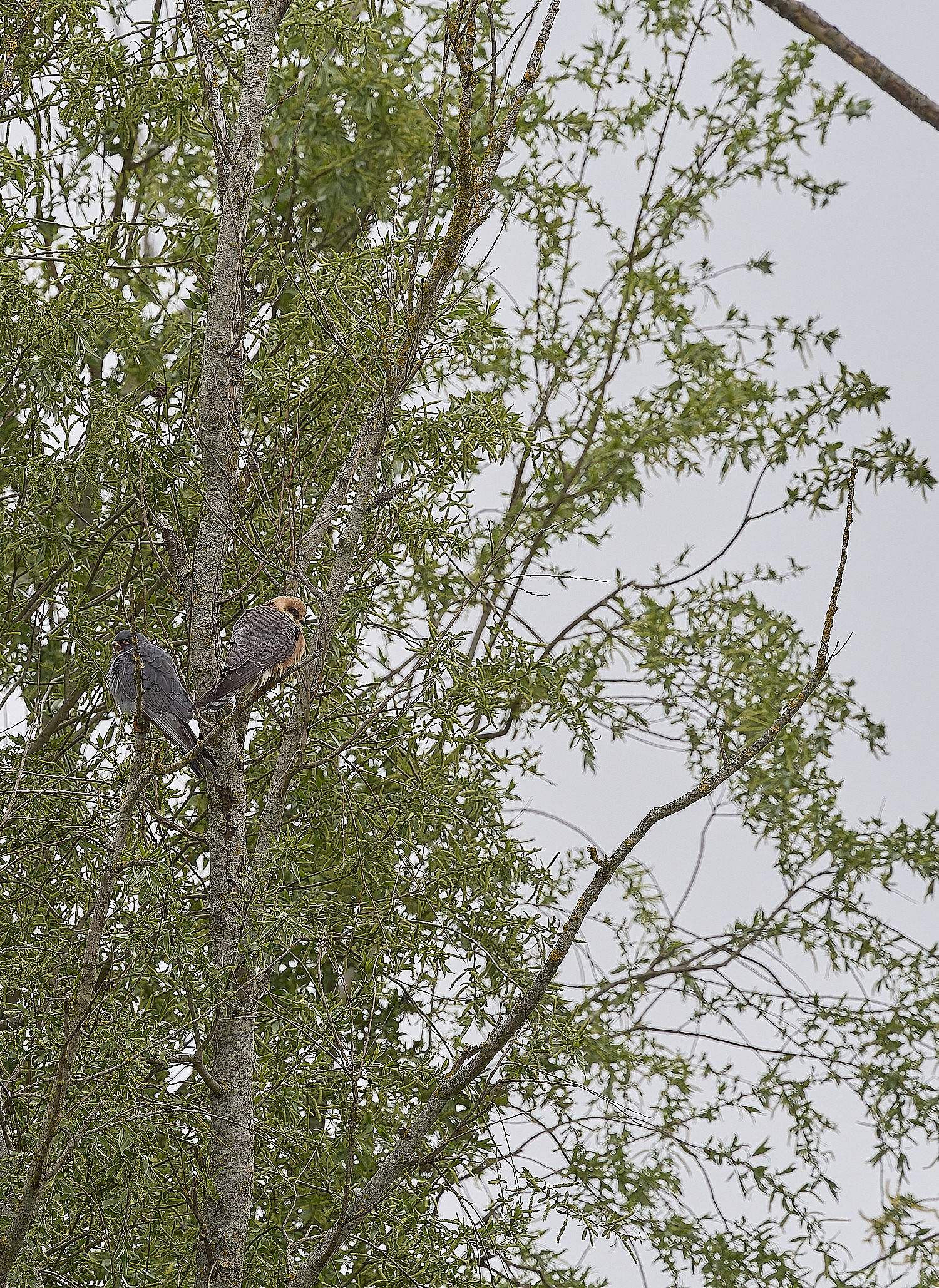 CarltonMarshesRed-footedFalcon050525-3