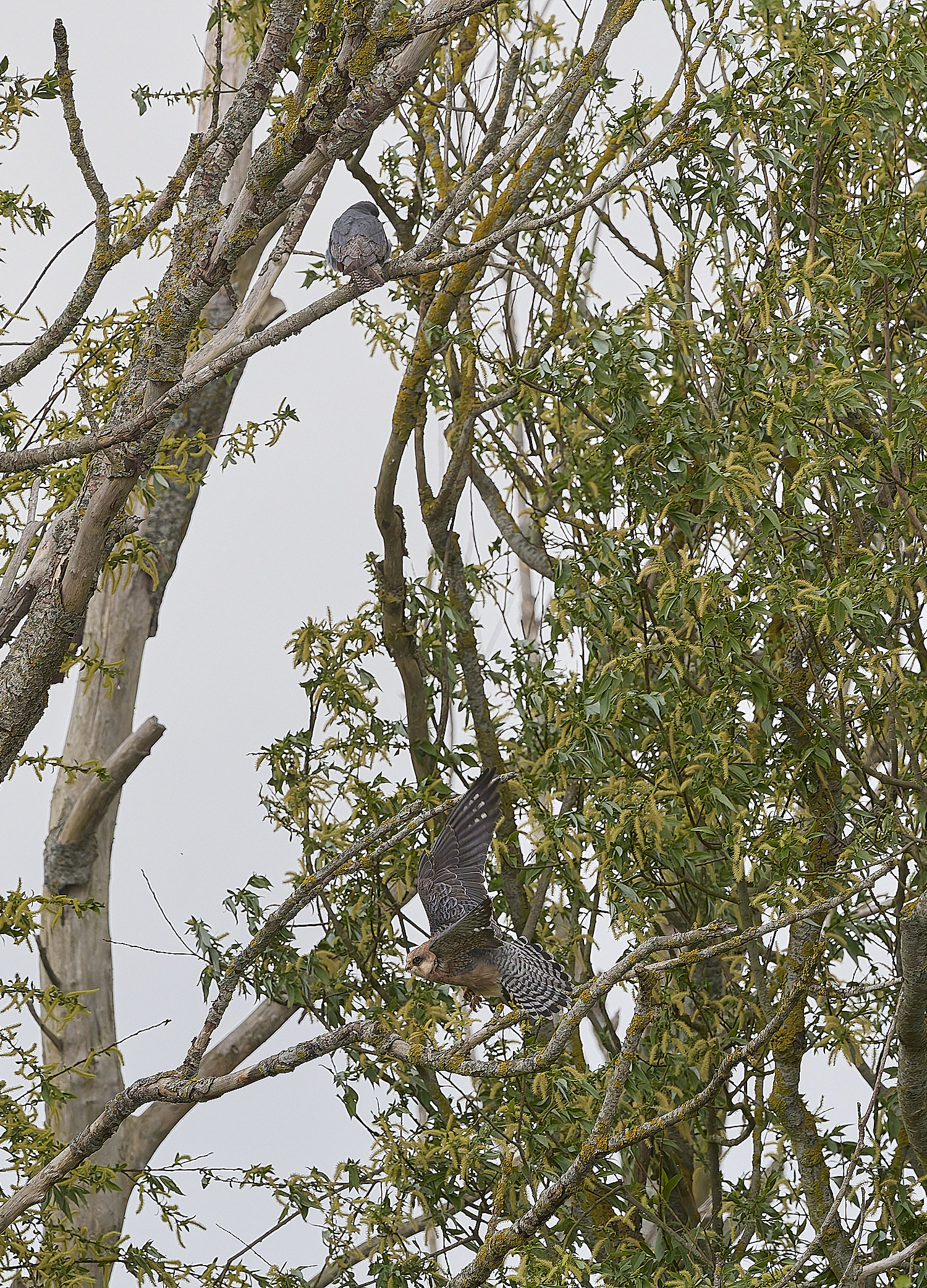 CarltonMarshesRed-footedFalcon050525-4