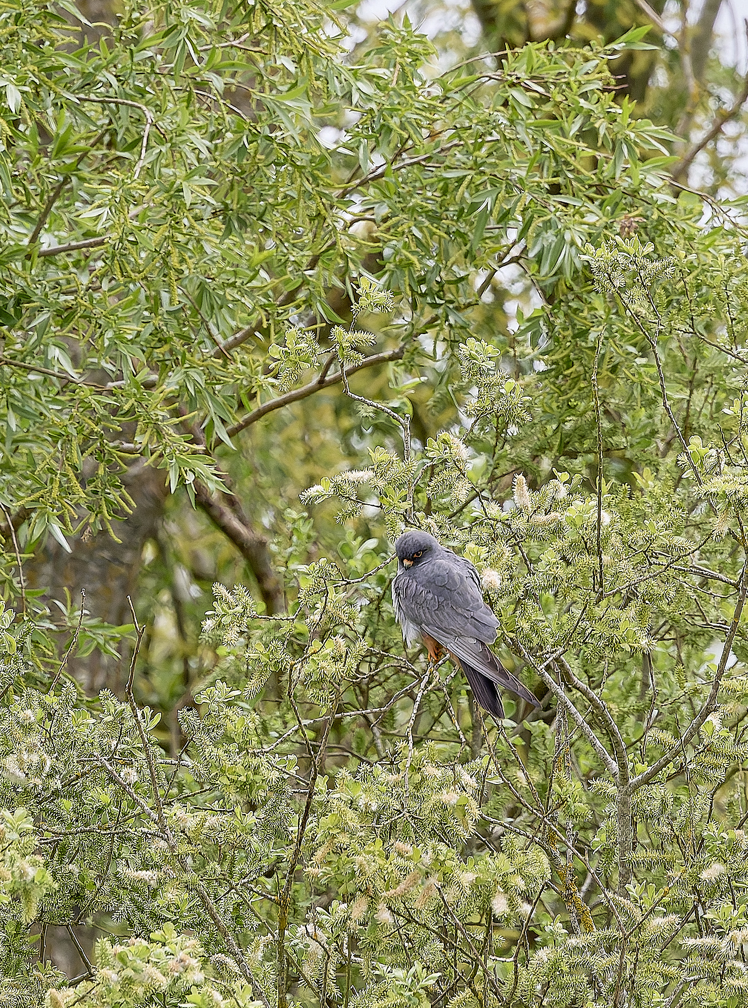 CarltonMarshesRed-footedFalcon050525-5 1