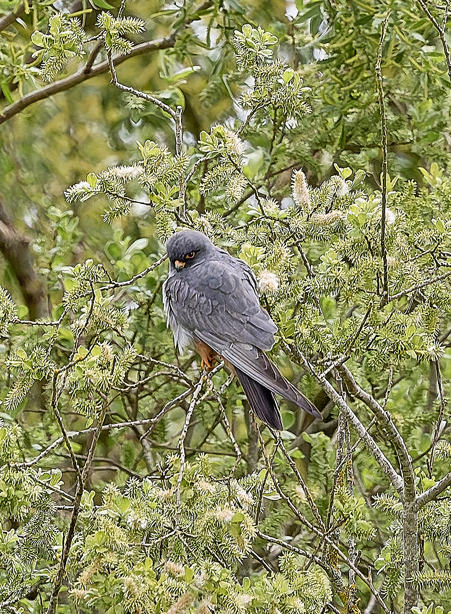 CarltonMarshesRed-footedFalcon050525-5 2