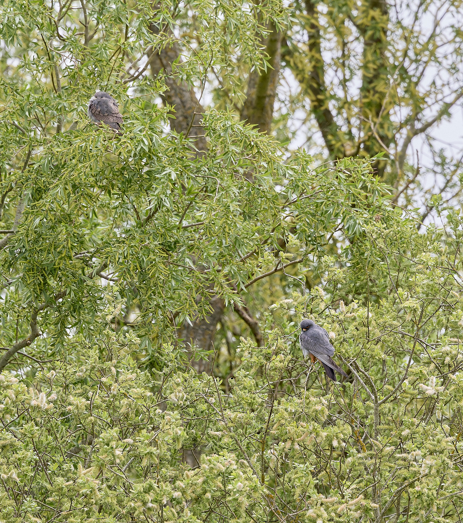 CarltonMarshesRed-footedFalcon050525-5
