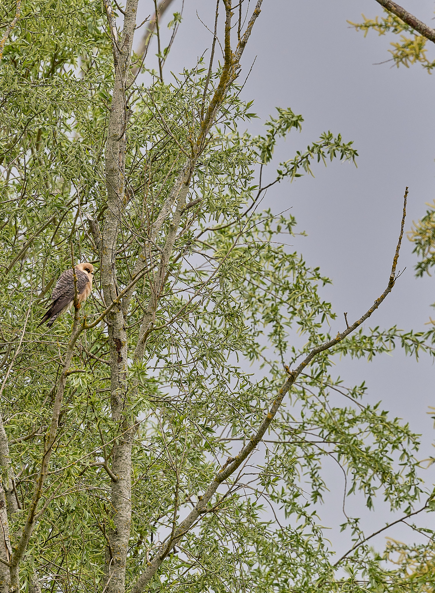 CarltonMarshesRed-footedFalcon050525-6