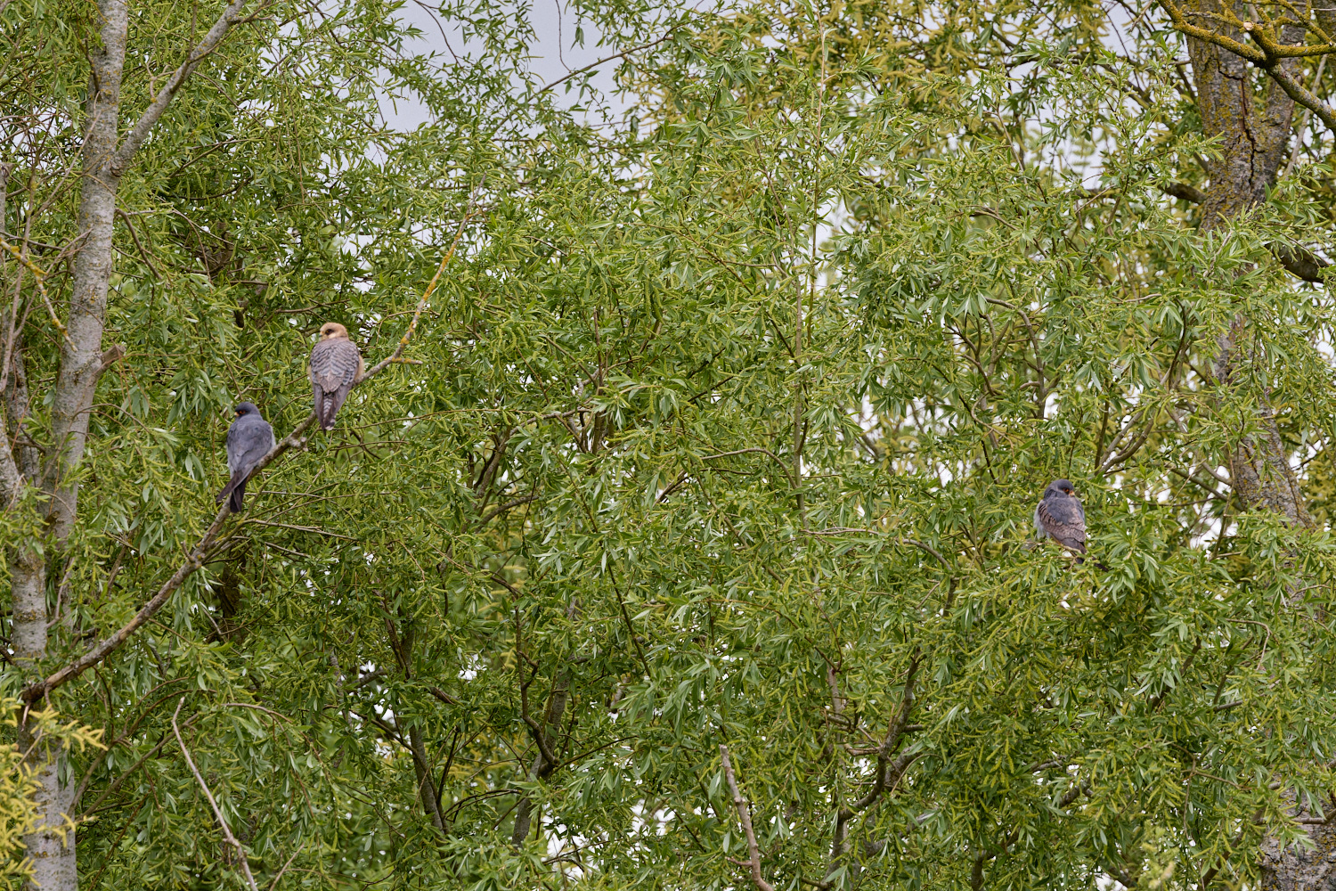 CarltonMarshesRed-footedFalcon050525-7