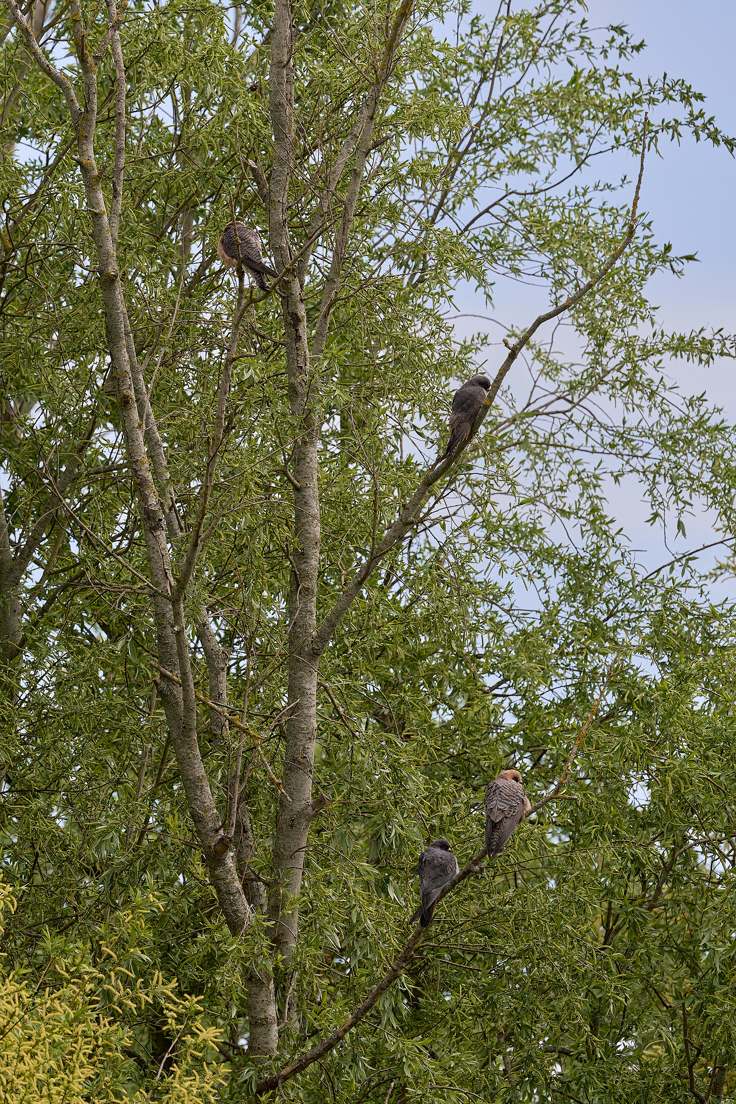 CarltonMarshesRed-footedFalcon050525-8